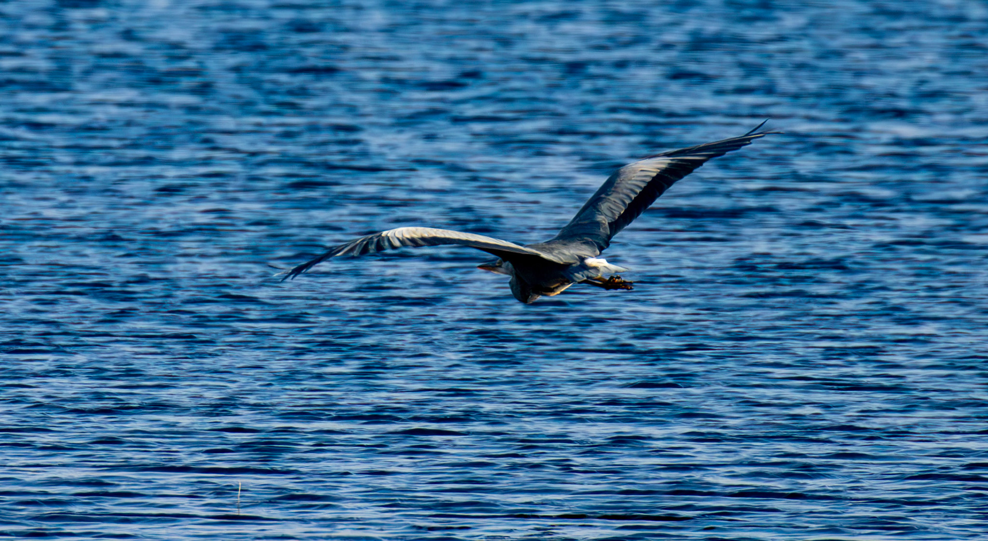 Grey Heron - Harperrig Reservoir 17 September 2024