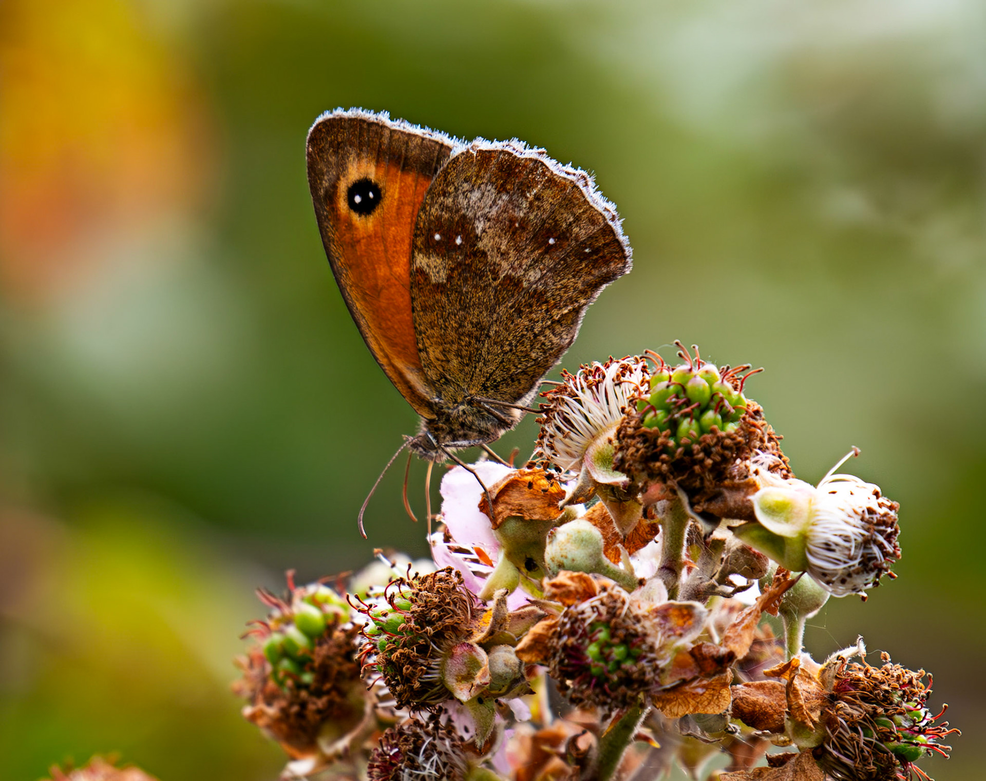 Gatekeeper (Pyronia tithonus) Cheriton 25 July 2025