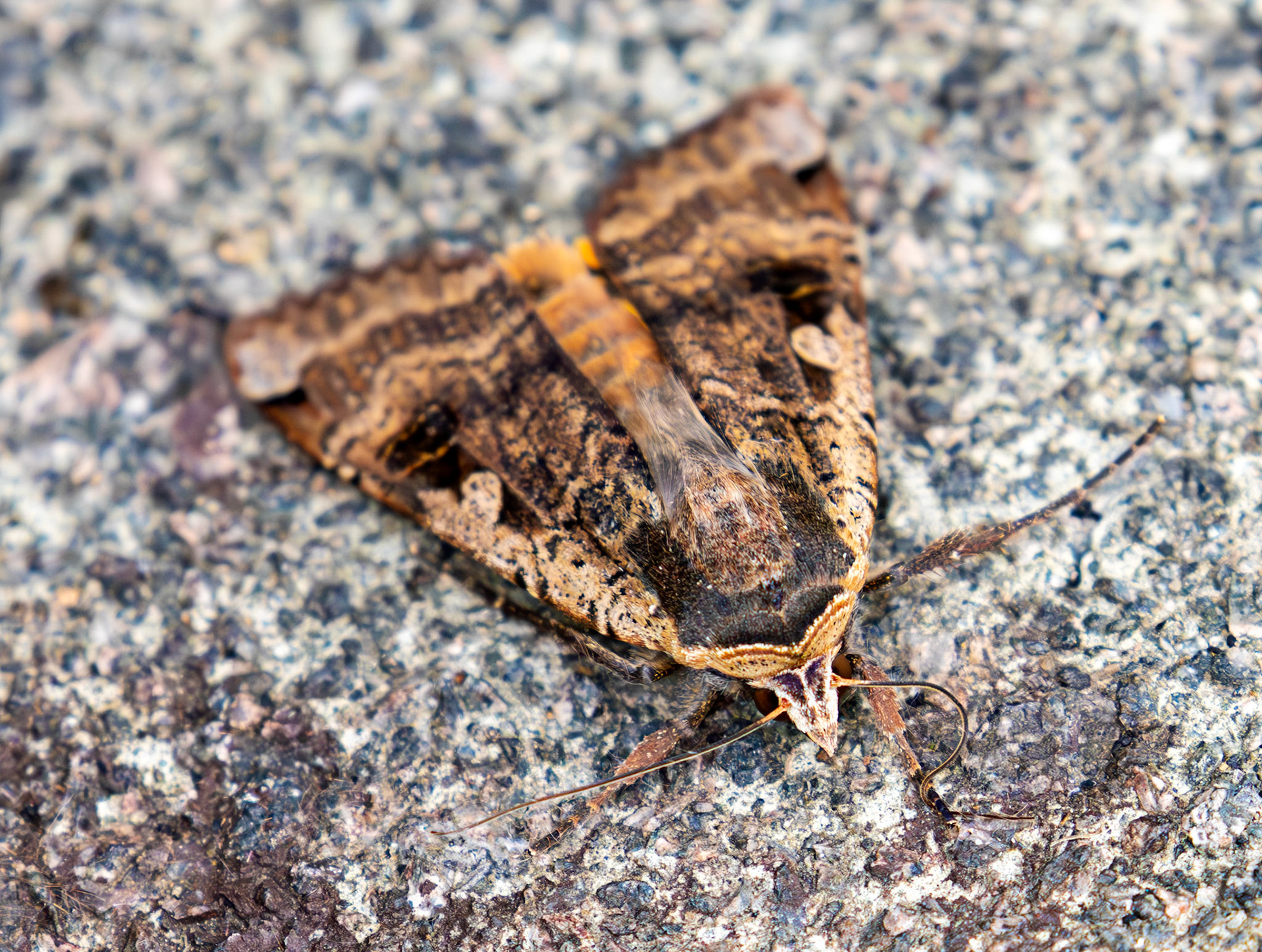 Large Yellow Underwing (Noctua pronuba).  Livingston 08 July 2025