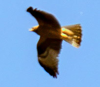 Booted Eagle (Hieraaetus pennatus) - Barca de Alva 23 August 2016