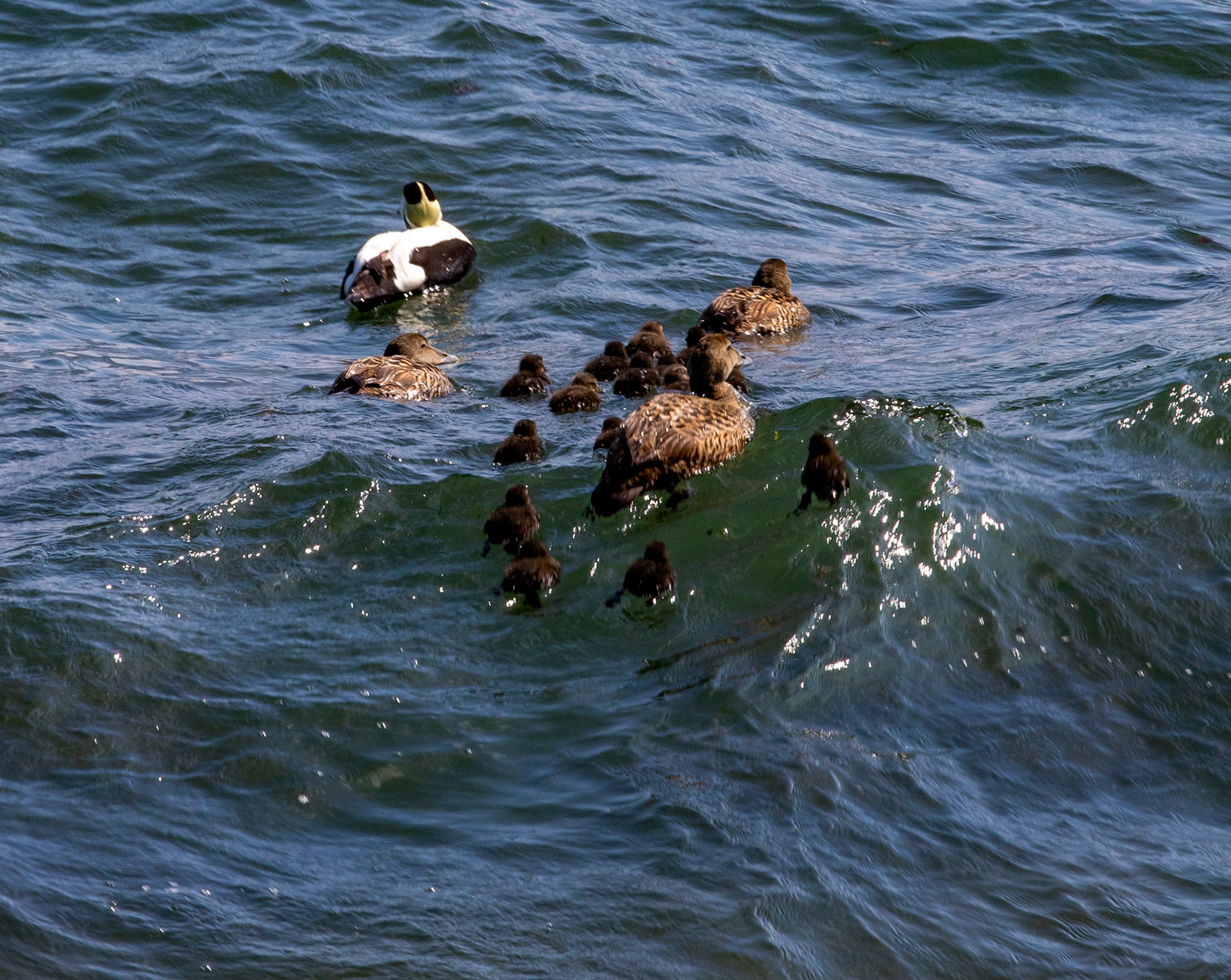 Eider at East Wemyss 25 May 2024