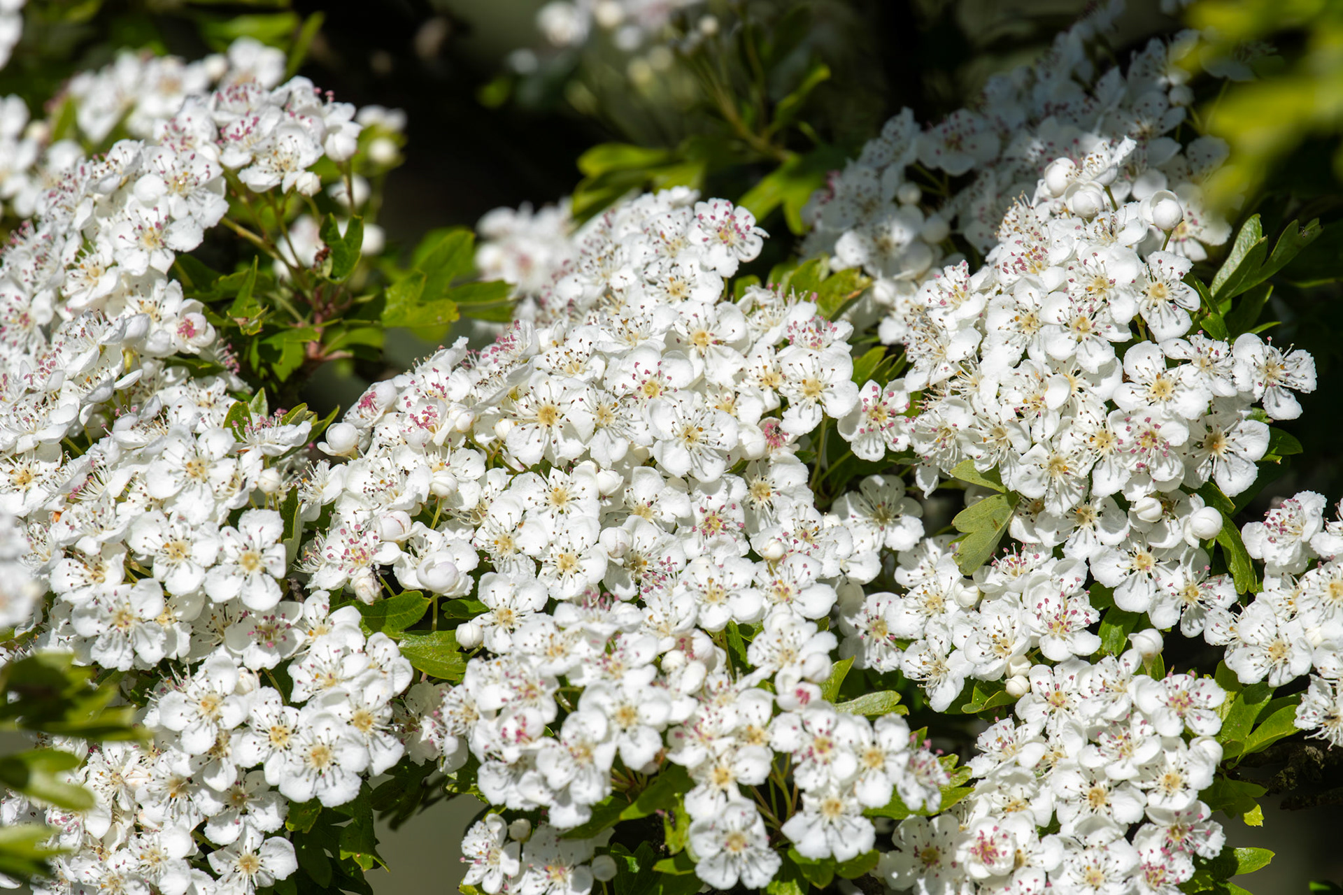 Hawthorne Blossom - Petershill Wildlife Reserve 15 May 2025