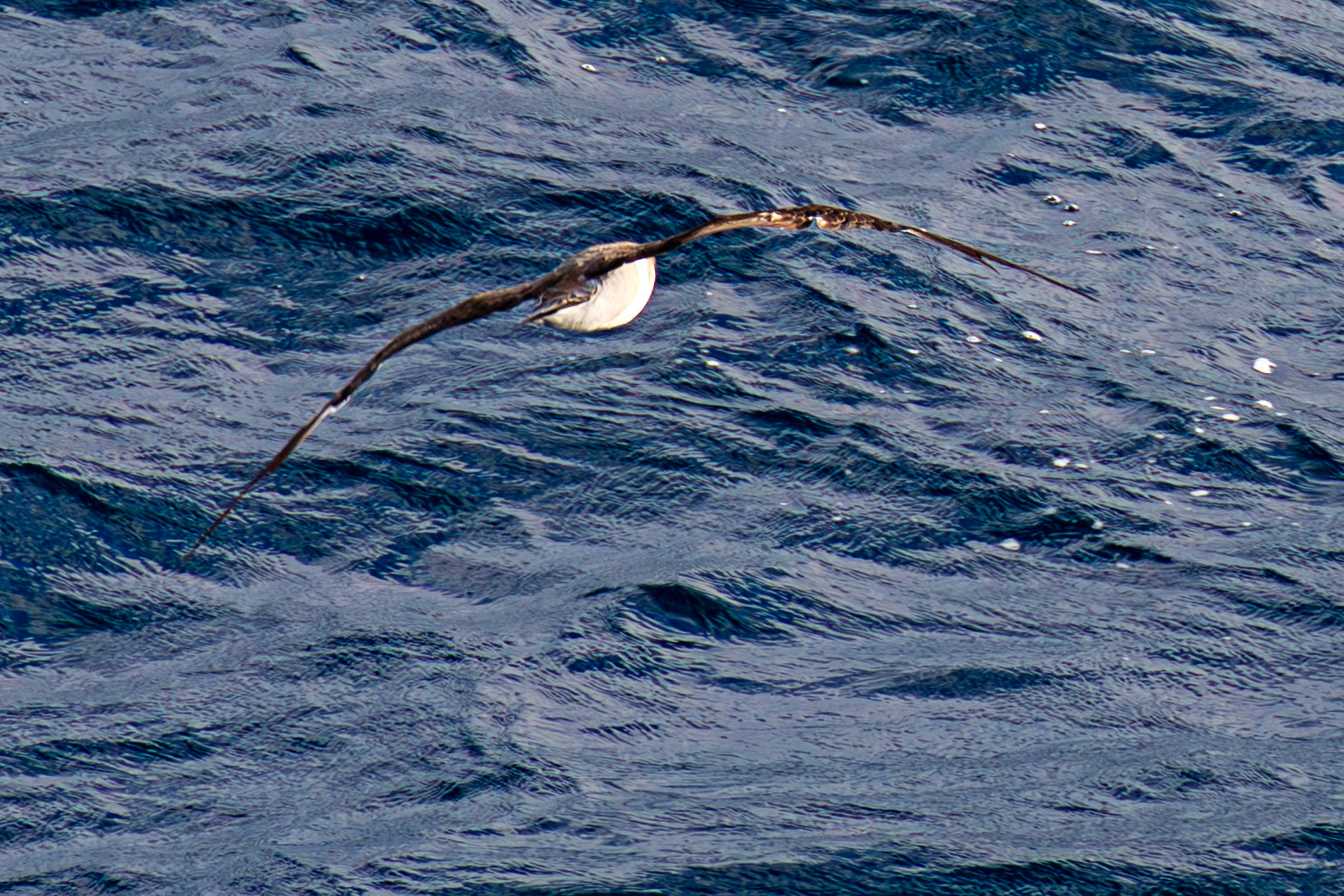 Scopoli's Shearwater - Sail from Rome 02 Sept 2025