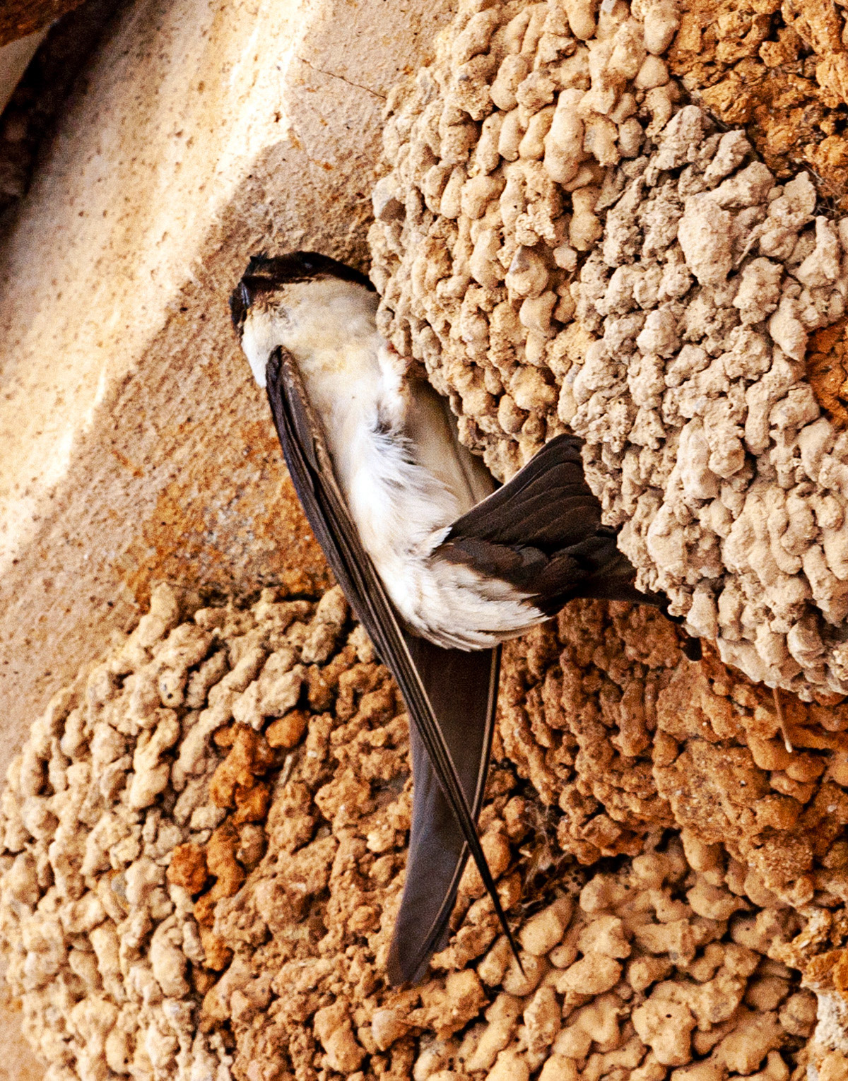 House Martins, Ses Salines, Mallorca, SpainPlease see my other Photographs at: www.jamespdeans.co.uk