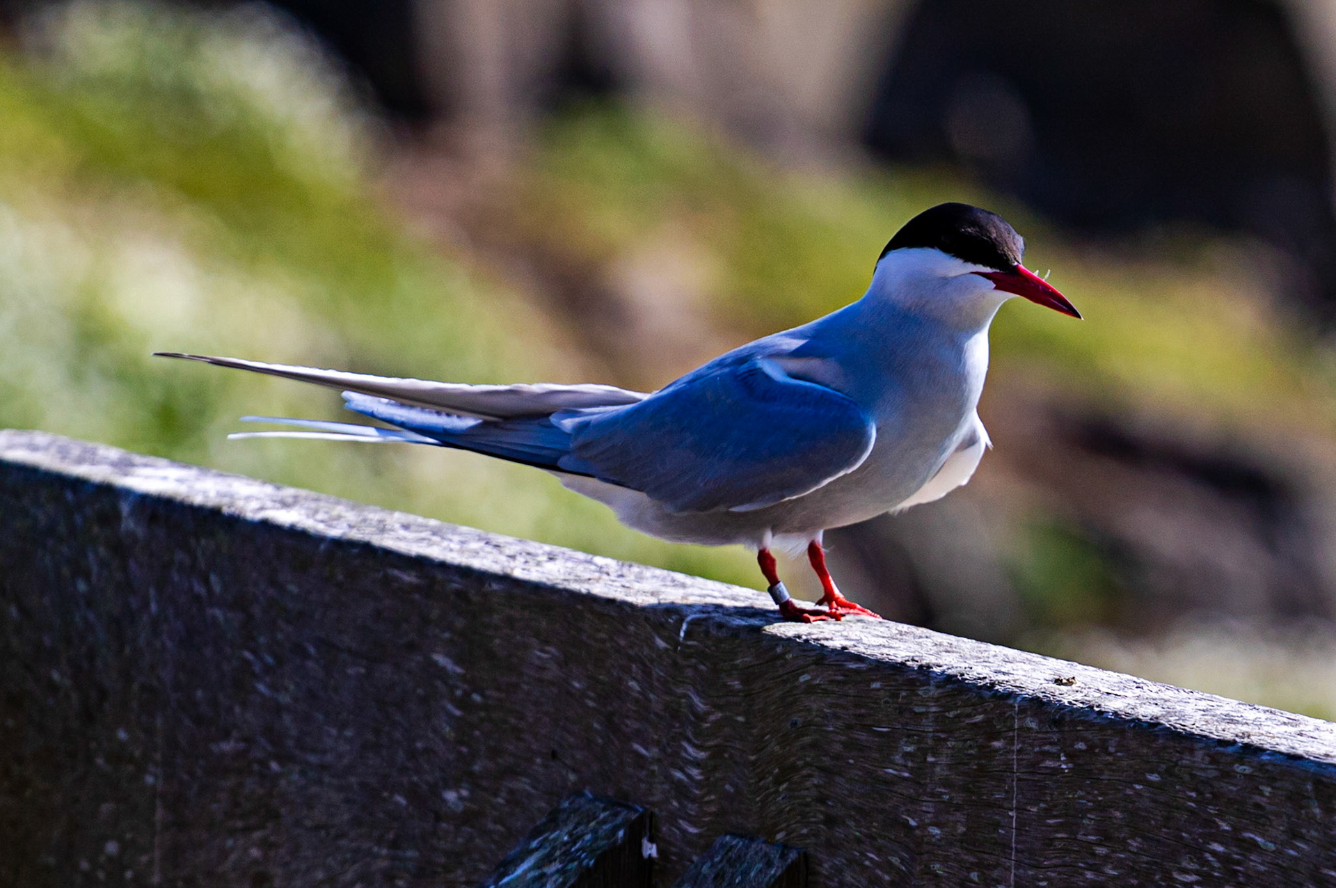 Isle of May - 04 June 2022