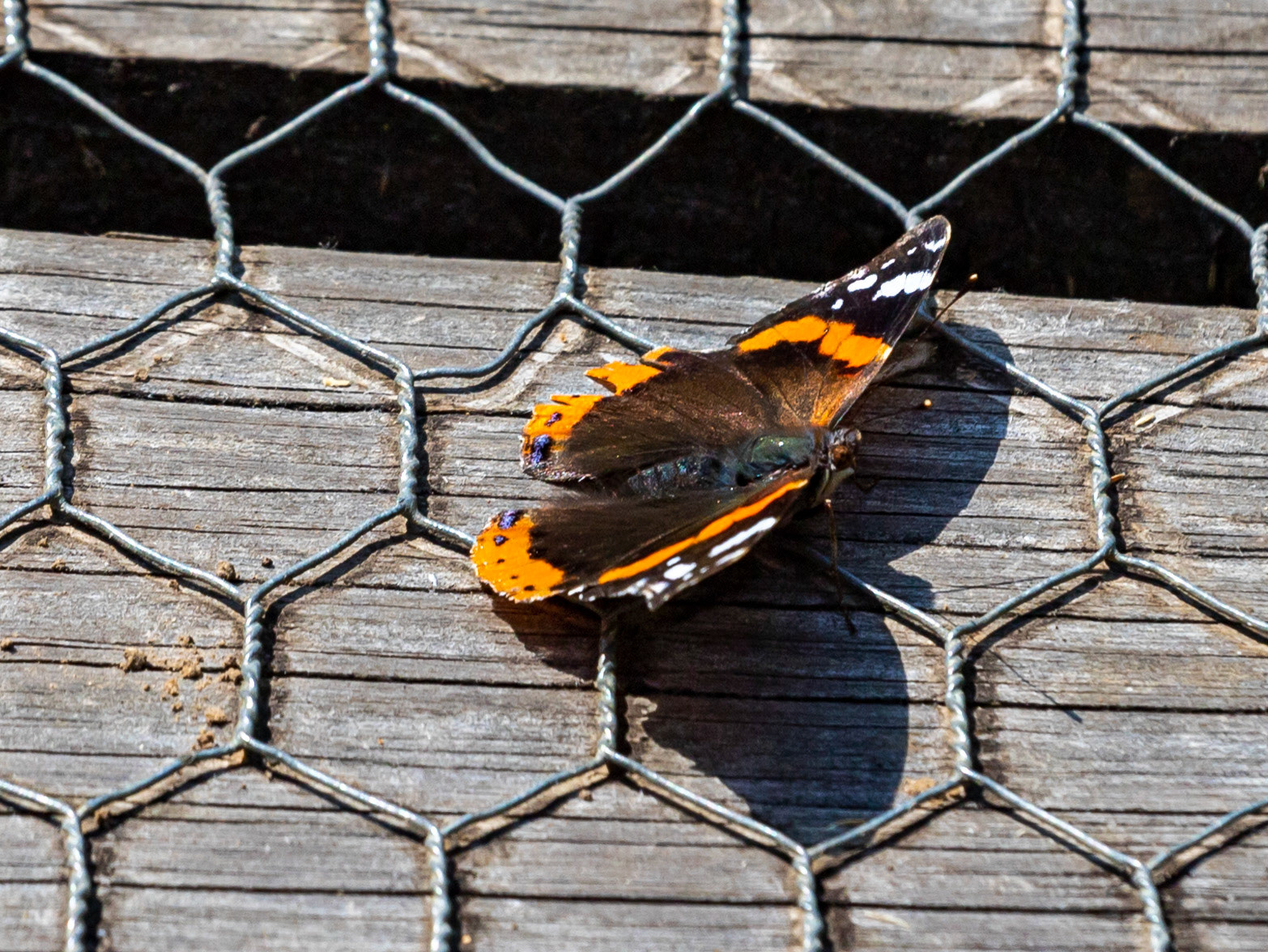 Titchfield Haven 20 July 2022