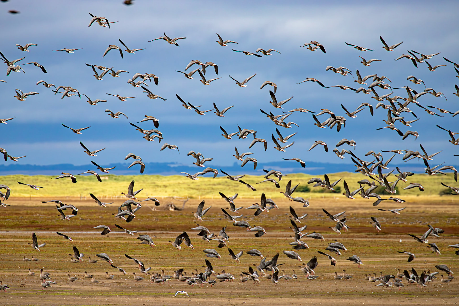 Pink-Footed Geese - Aberlady Bay 14 Sept 2024