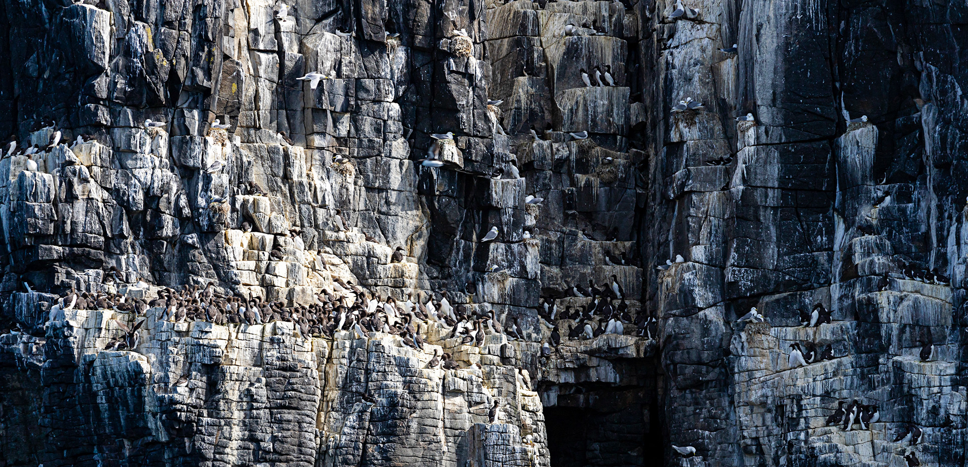 Isle of May - 04 June 2022