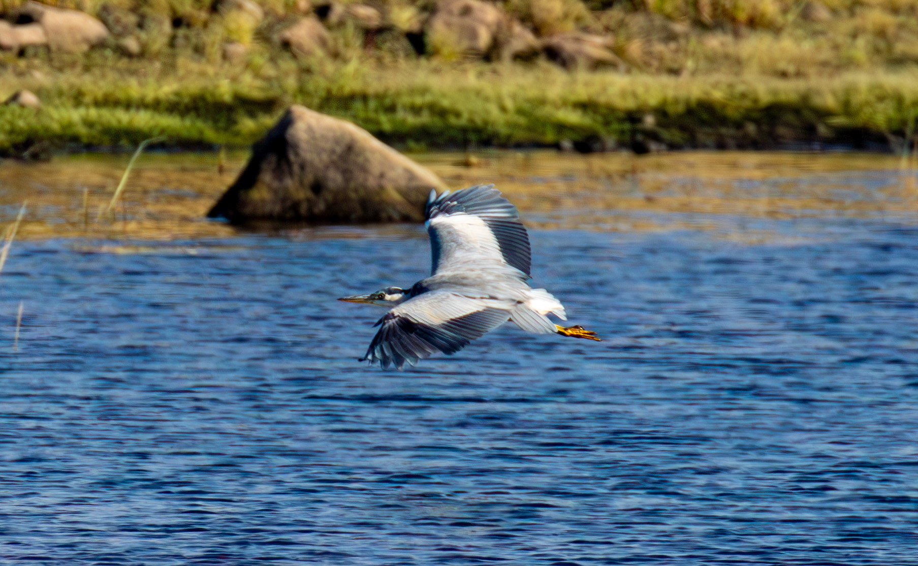 Grey Heron - Harperrig Reservoir 17 September 2024
