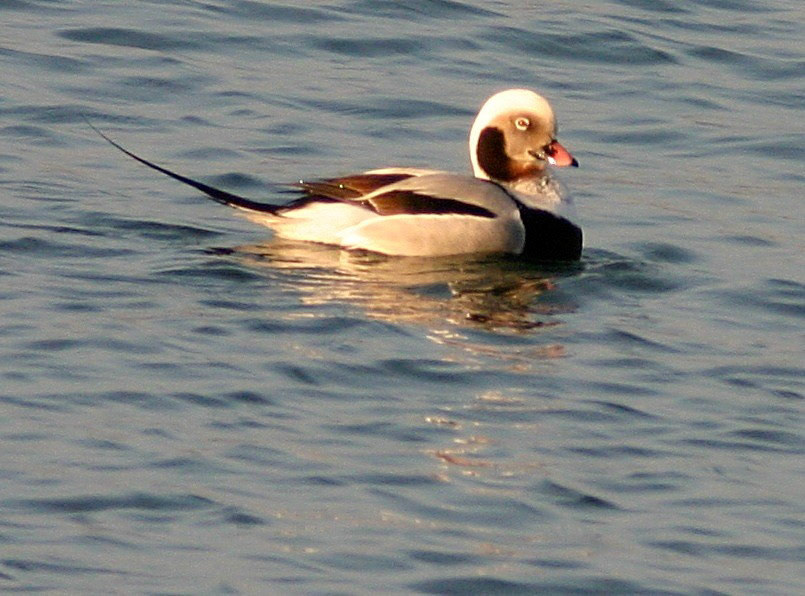 Long-tailed duck at Port Errol, Cruden BayPlease see my other bird Photographs at:http://www.jamespdeans.co.uk/p335071268