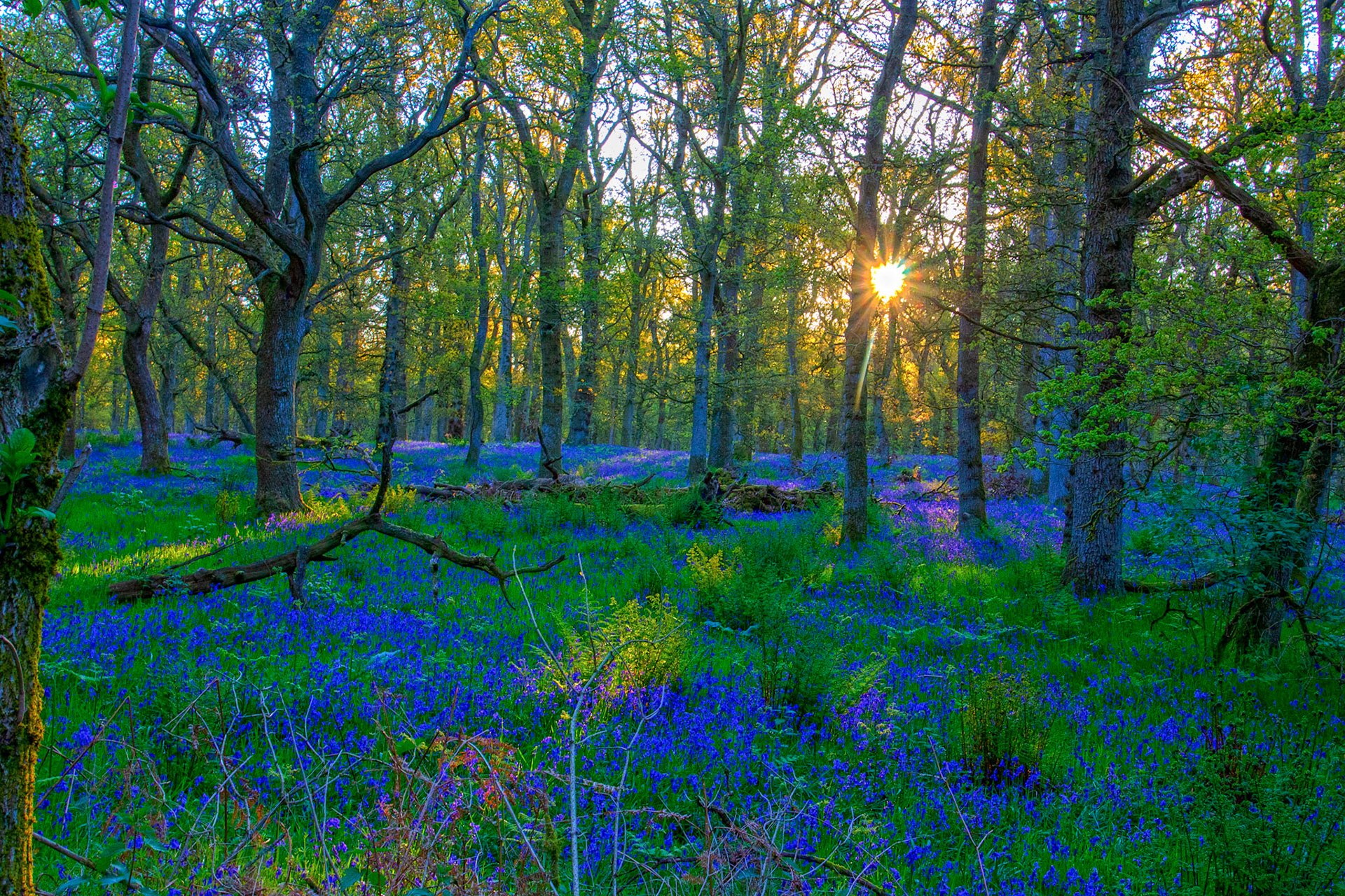 Kinclaven Bluebell Woods 16 May 2026