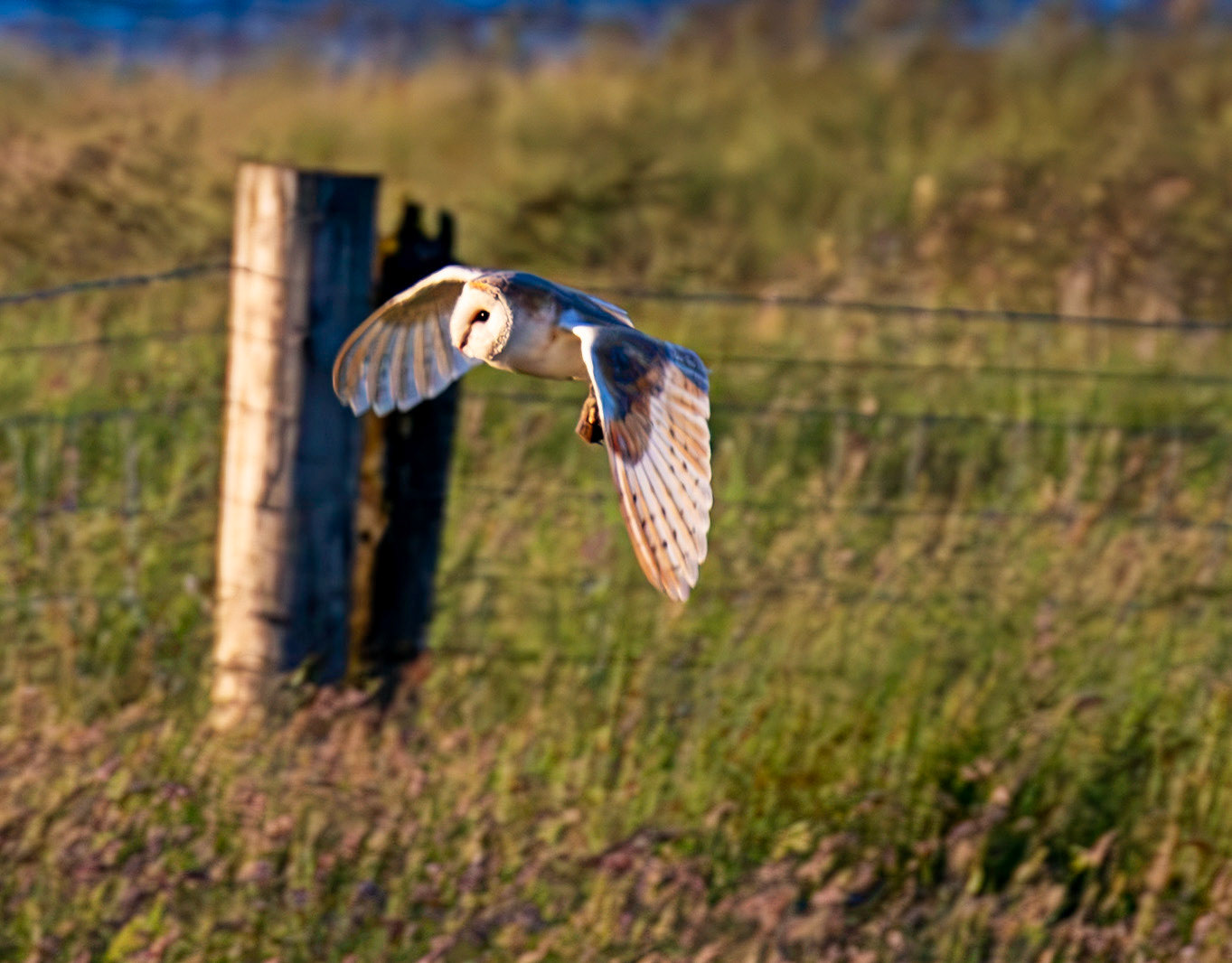 Barn Owl at Harperrig 02 July 2026