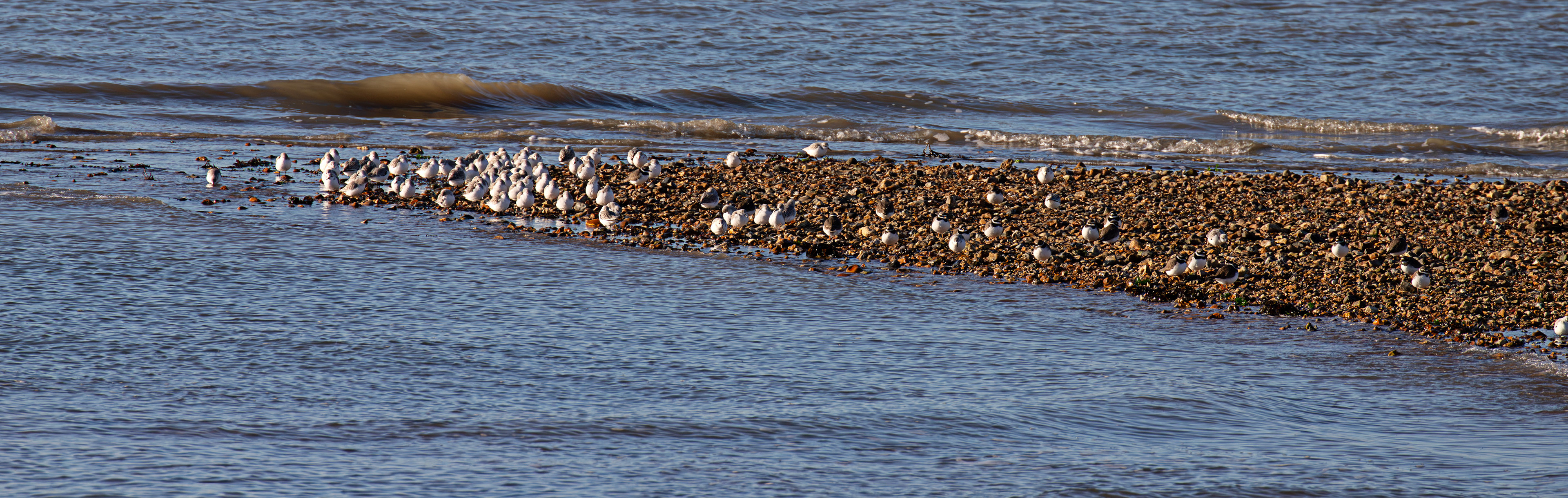 Sanderling &amp; Ringed Plover at Titchfield Haven 02 January 2025