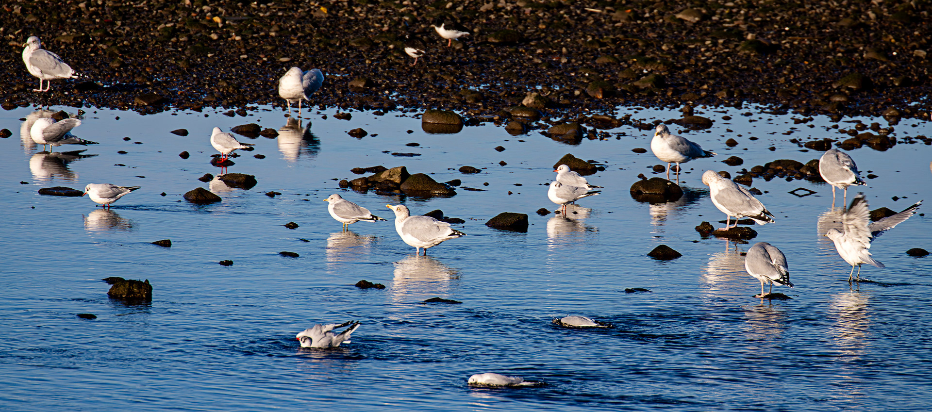Herring Gull, Common Gull, Black Headed Gull, River Esk Musselburgh 18 November 2024