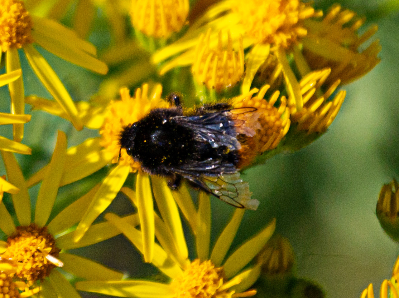 Ventnor Down IOW 15  July 2022