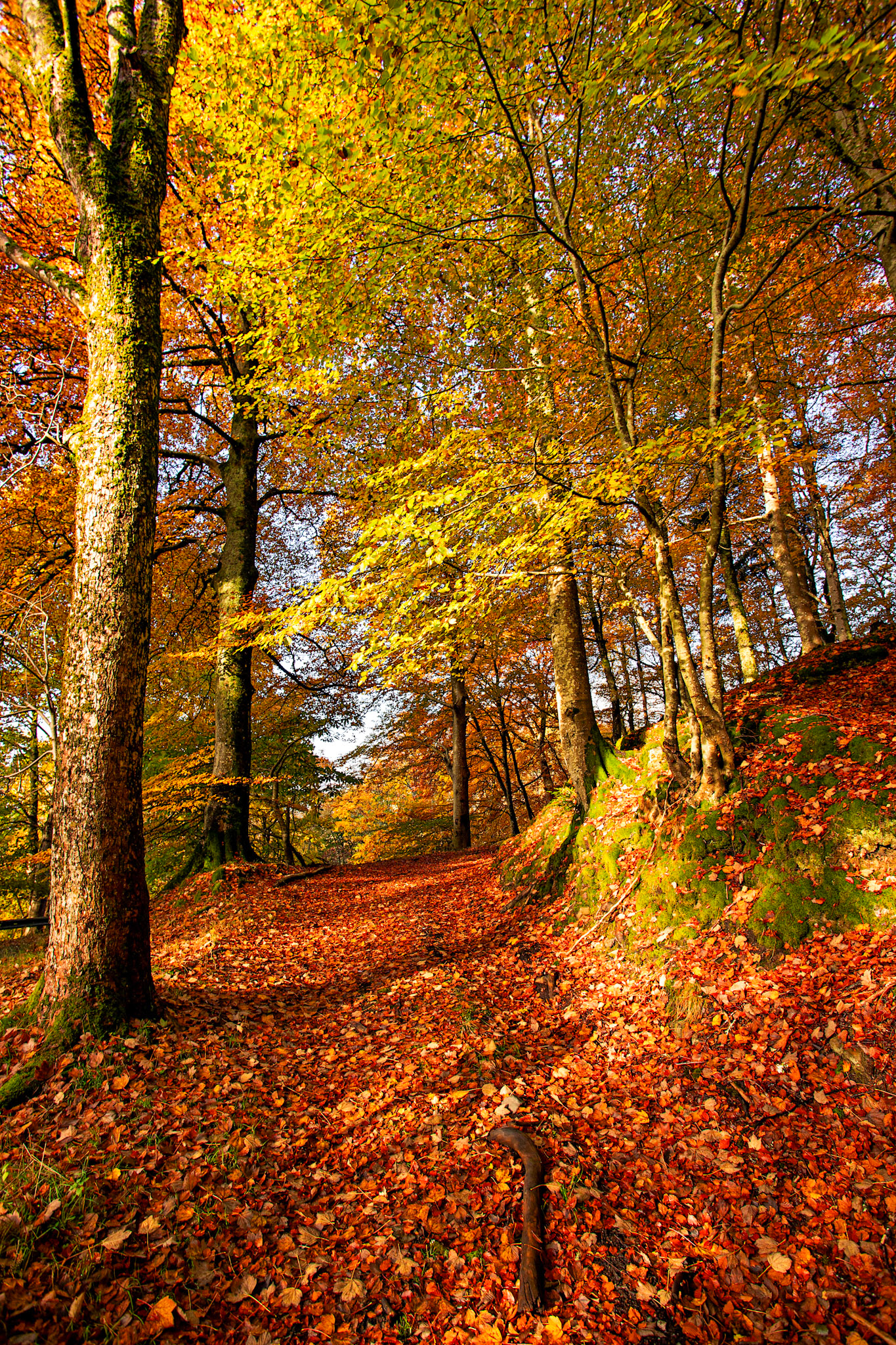 Dunkeld. Autumnal Tour around Perthshire 19 October 2024