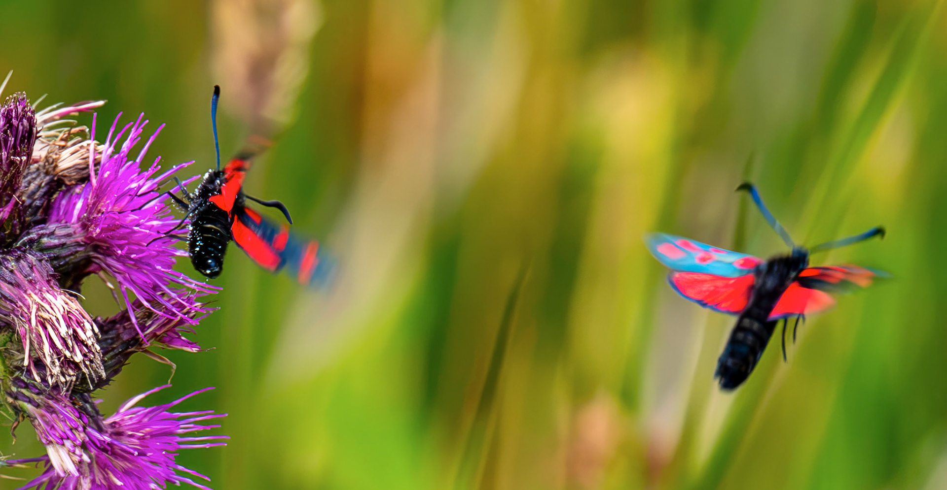 Six-spot burnet moth (Zygaena filipendulae) - Harperrig 14 July 2026