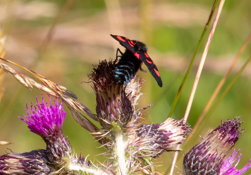 Herperrig Insects 23 July 2024