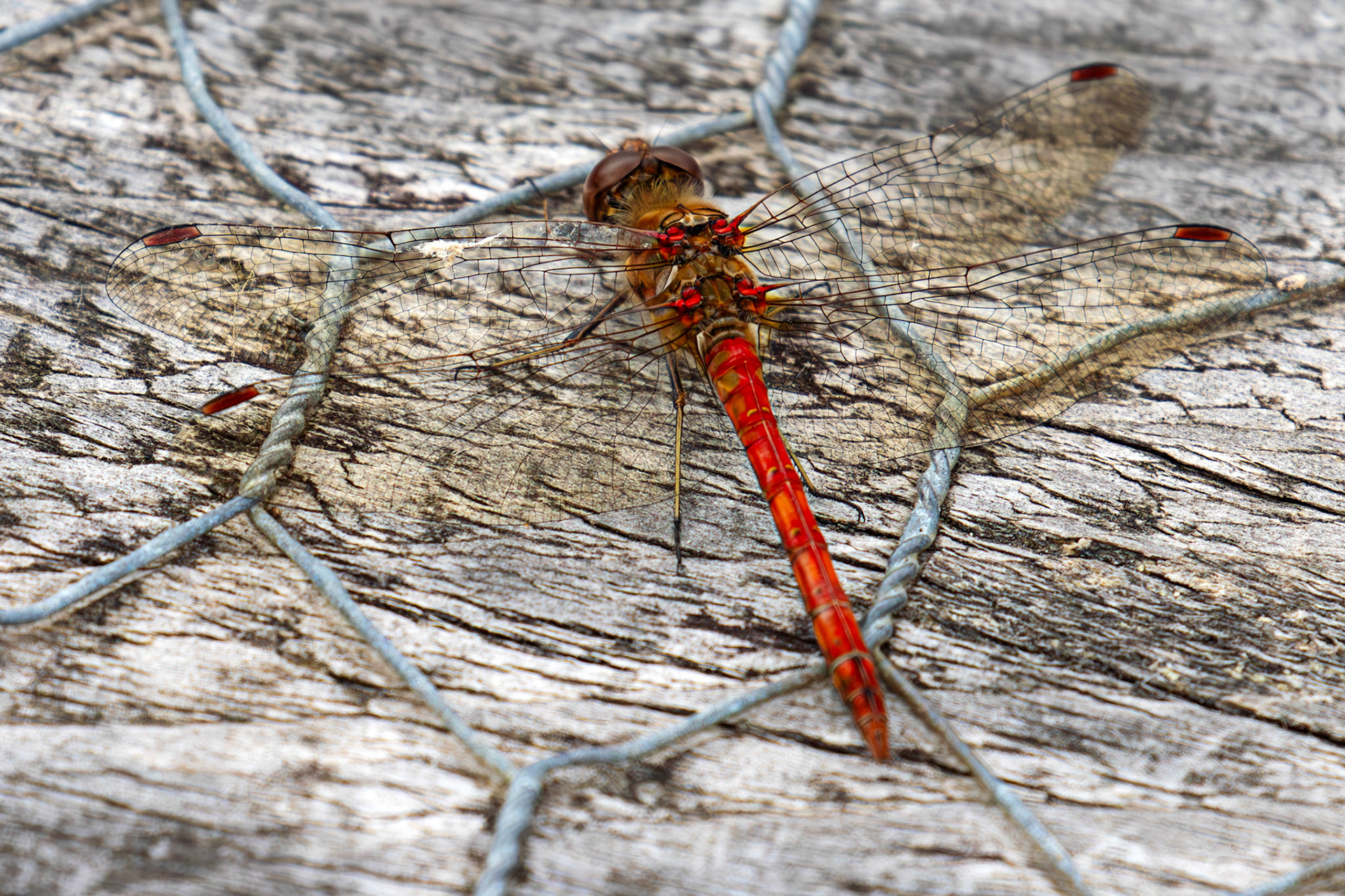 Bavelaw 24 Sept 2025