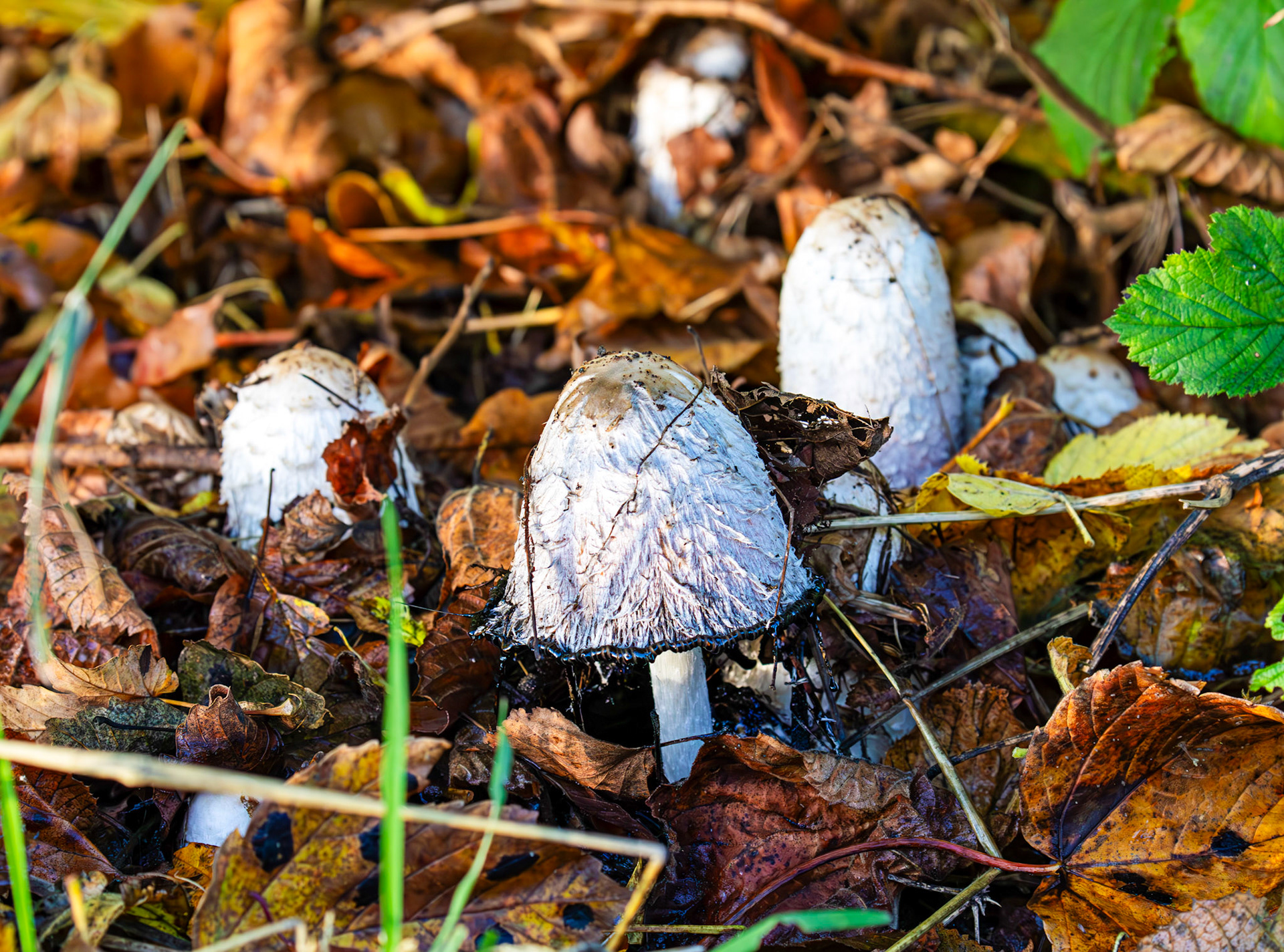 Shaggy Ink Cap - Coprinus comatus, Almondell at East Calder 27 October 2025