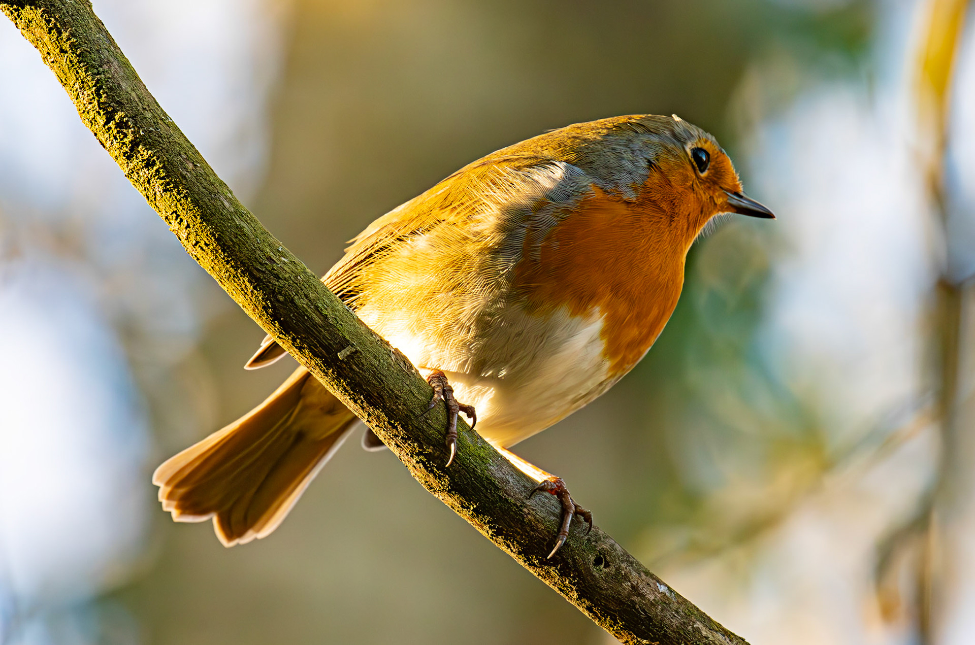 Robin at Birnie &amp; Gaddon Lochs 08 January 2025