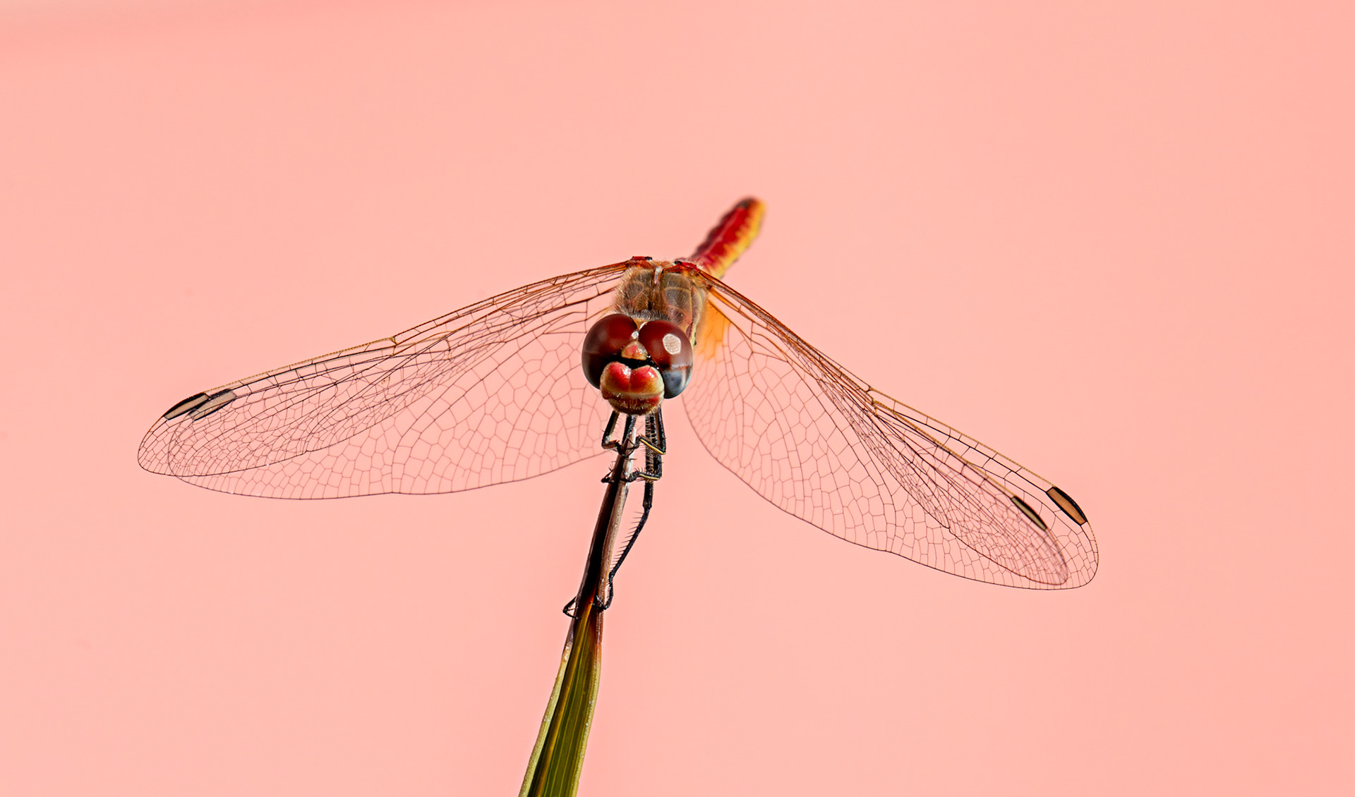 Red-veined Darter (Sympetrum fonscolombii) Monterosso 06 Sept 2025