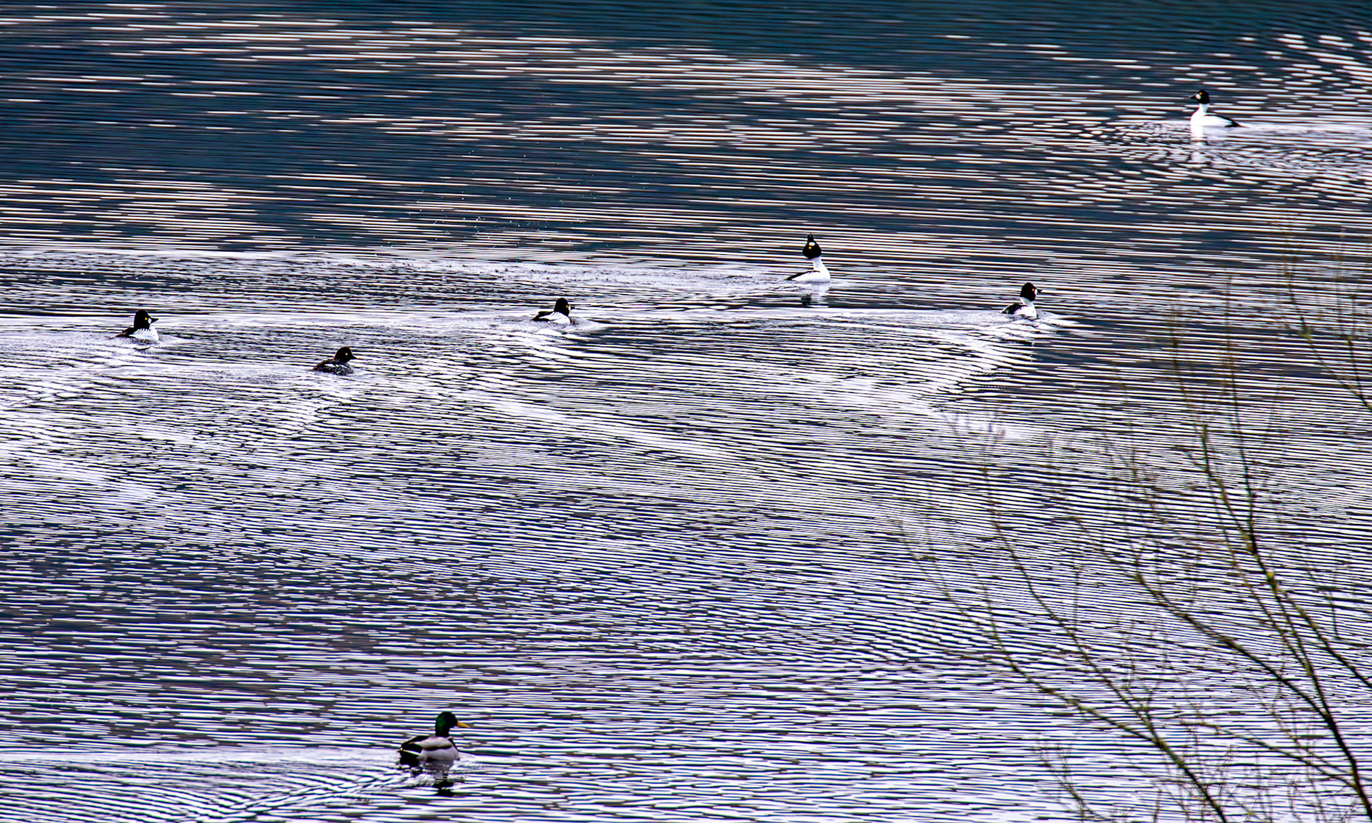 Carron Valley Reservoir 28 February 2026