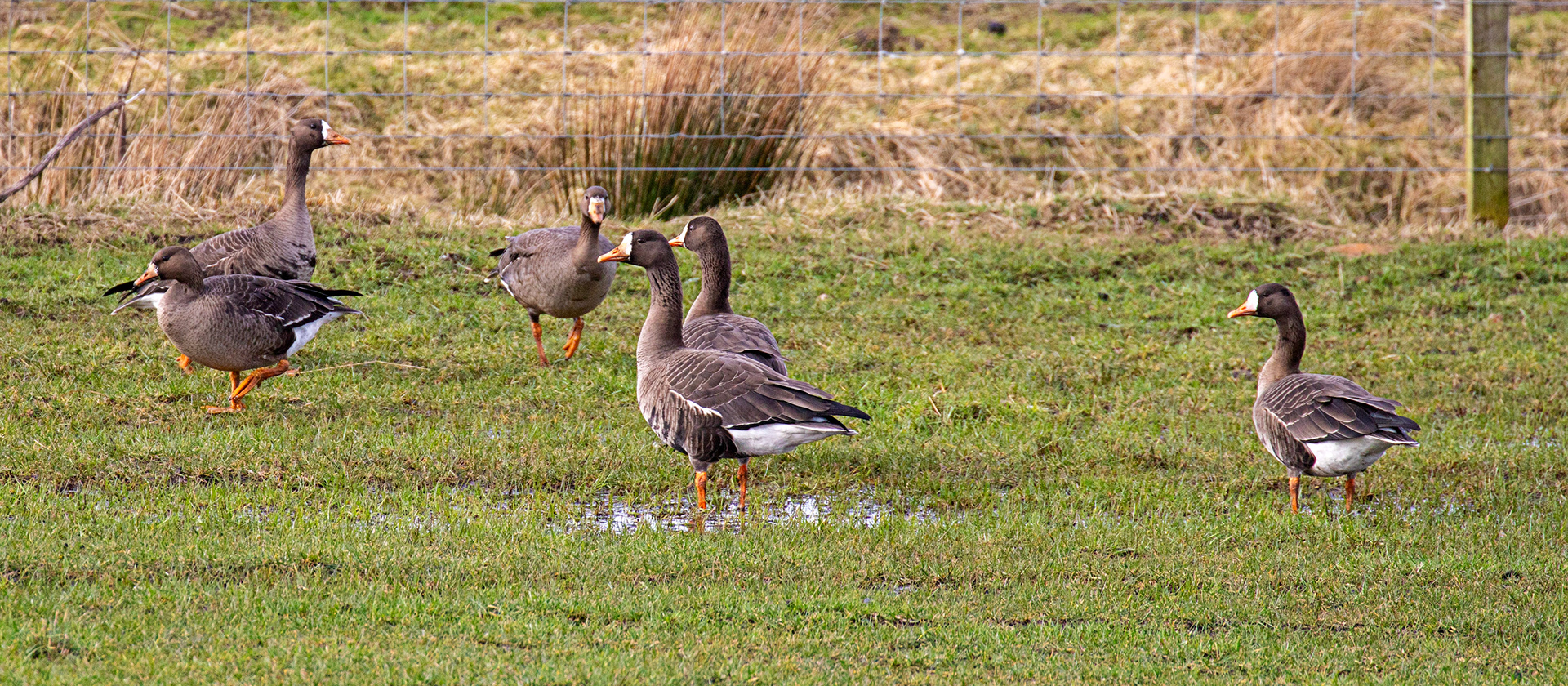 White Fronted Goose: The Island of Islay 04 March 2025