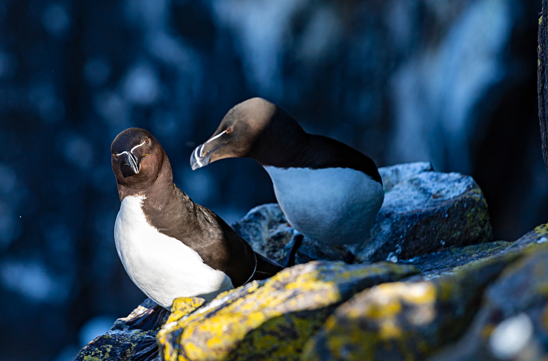 Razorbill - Isle of May - 04 June 2022