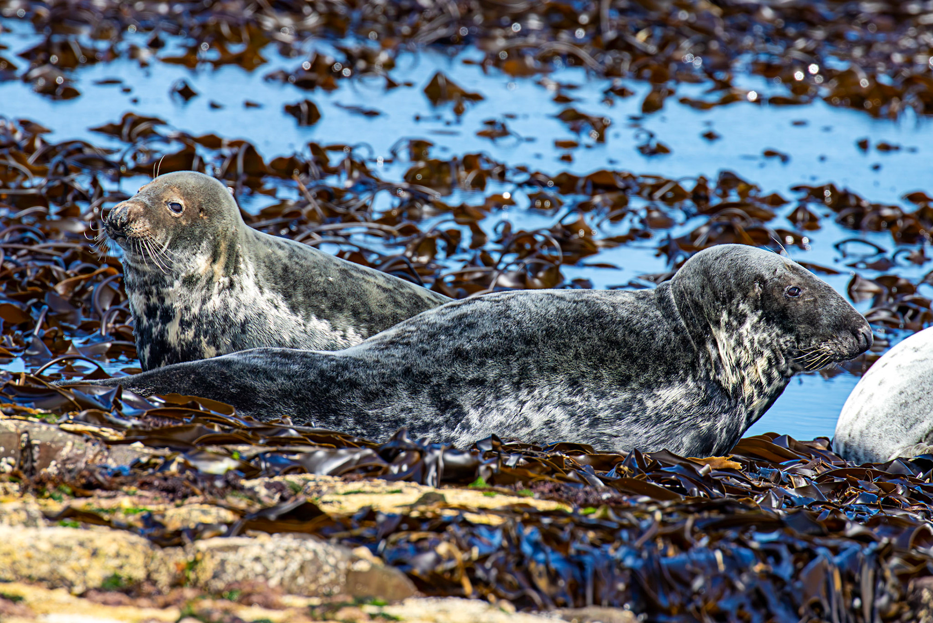 Grey Seals - Farne Islands 03 July 2026