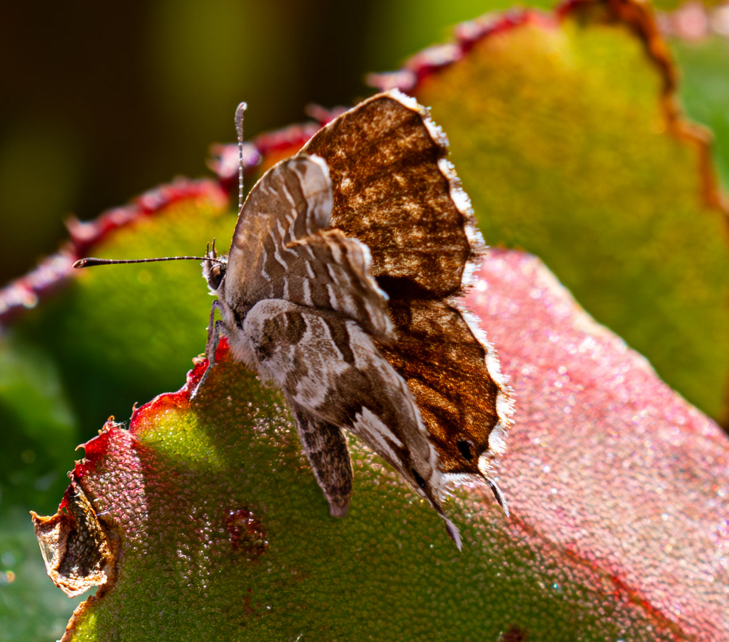 Geranium Bronze Butterfly (Cacyreus marshalli) Portofino 07 Sept 2025