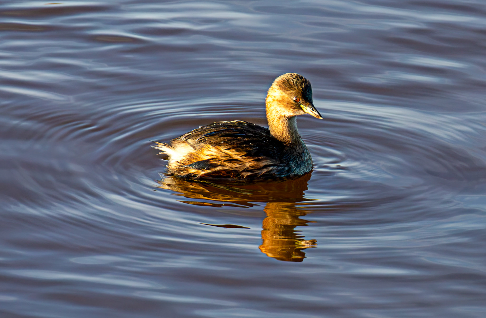 Little Grebe, River Esk Musselburgh 18 November 2024