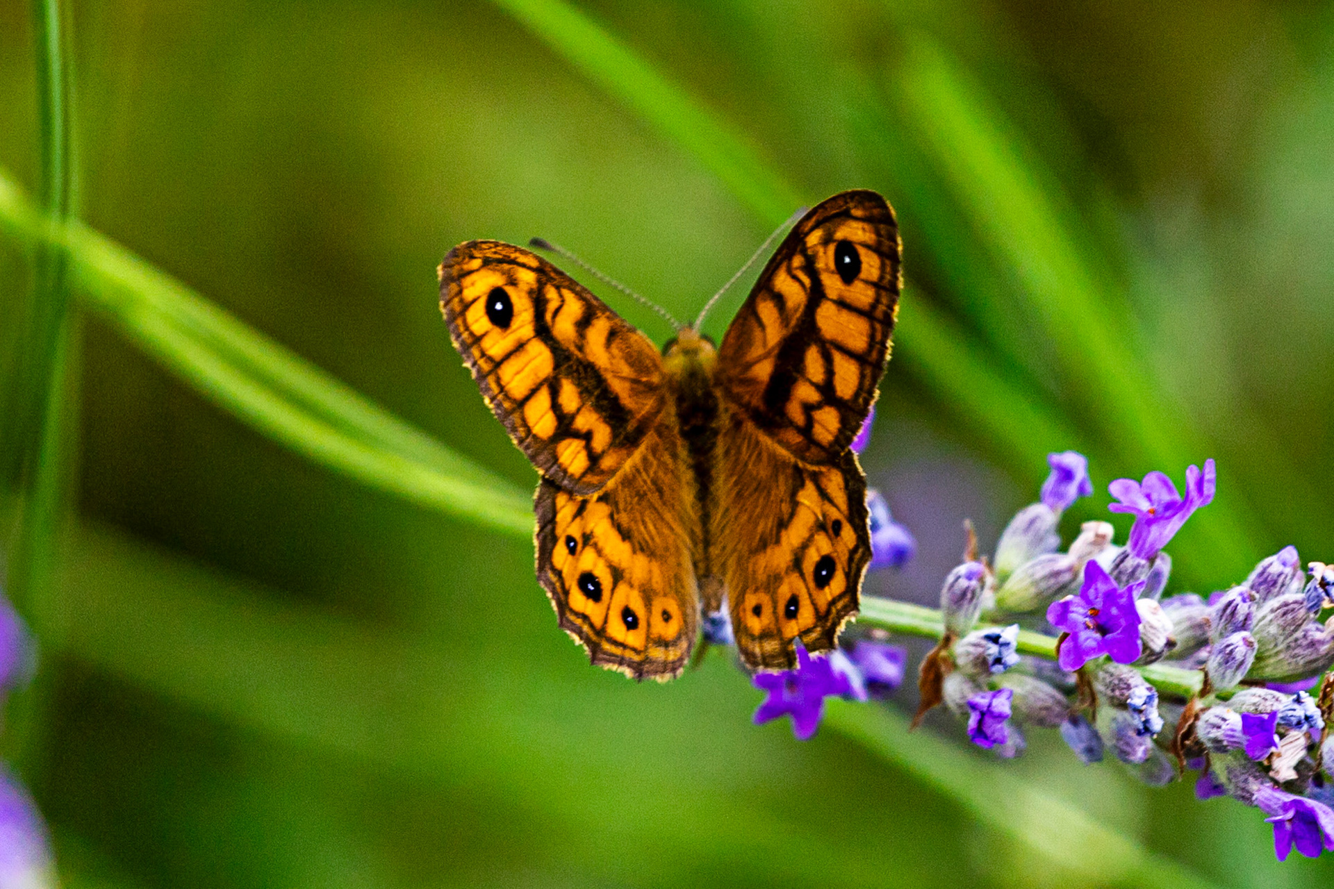 Butterflies in the Medici Fort - Siena 21 June 2024