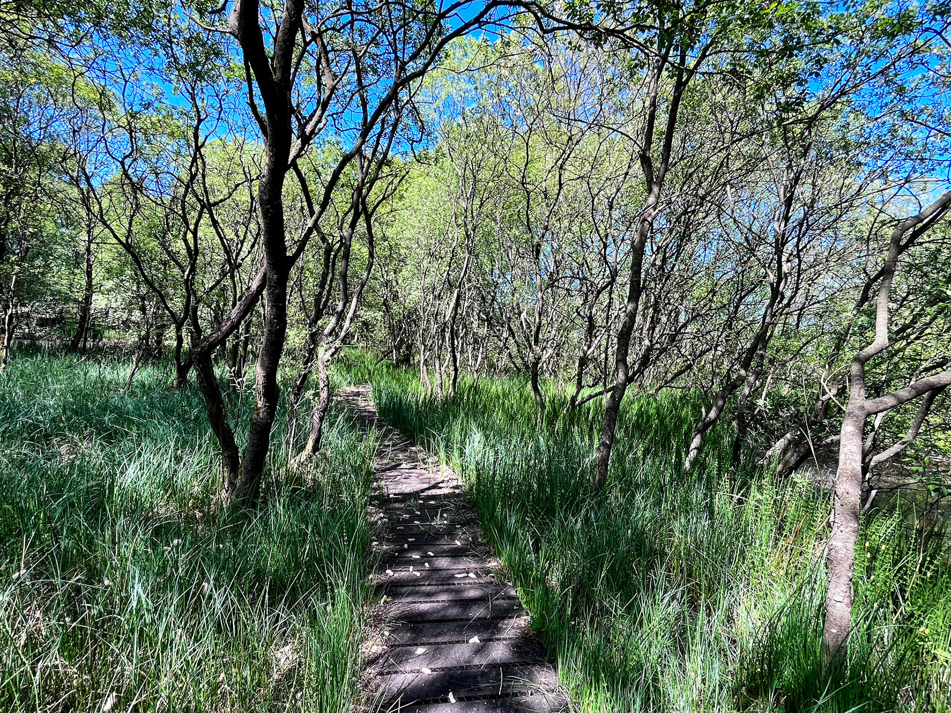 Tailend Moss 21 May 2025