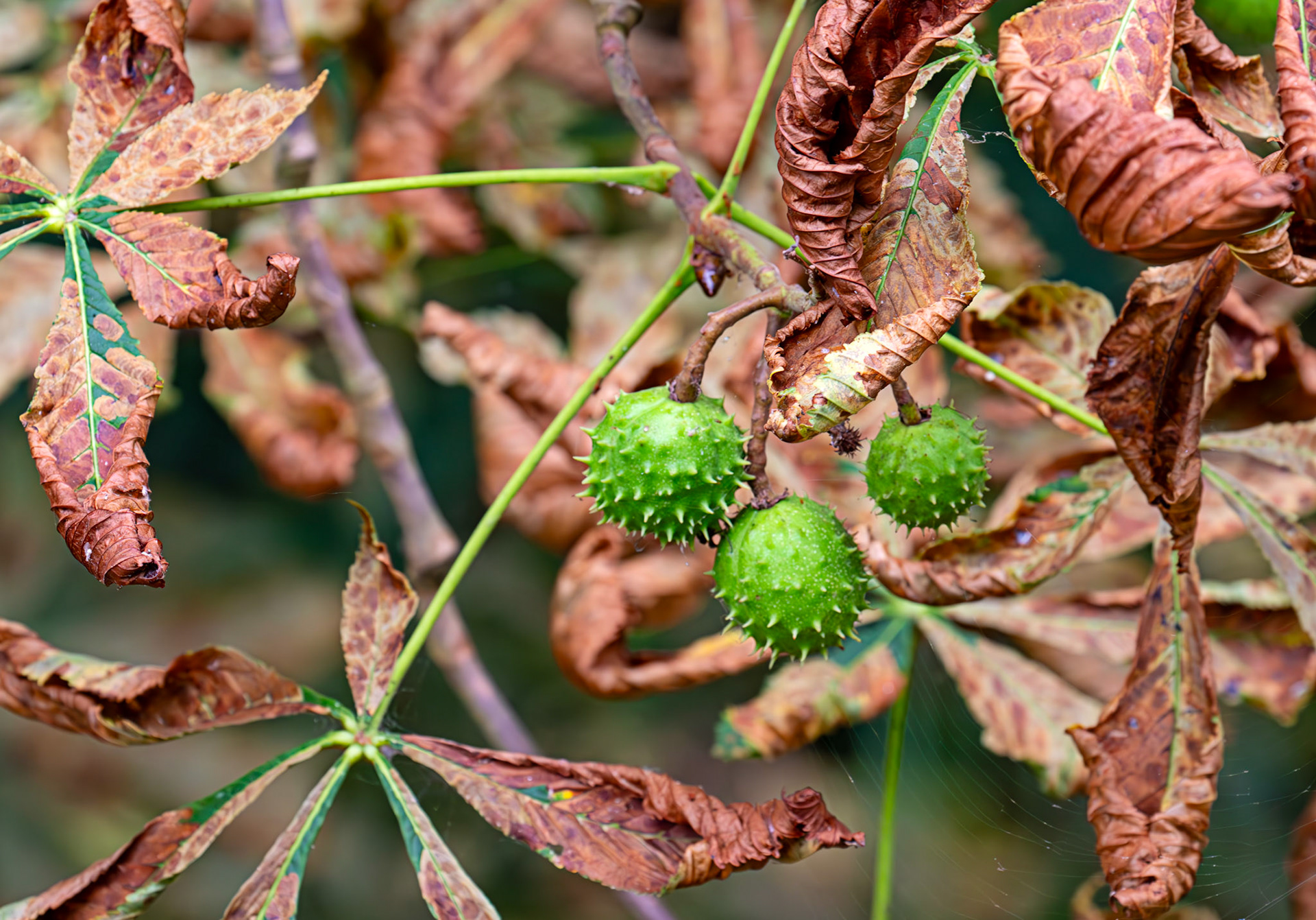 Lullingstone Kent 23 Aug 2025