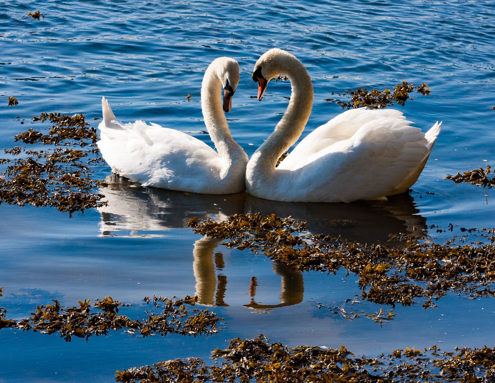 Love &amp; Aggression - Mute Swans showing differing aspects of their personality. Please see my other Photographs at: www.jamespdeans.co.uk