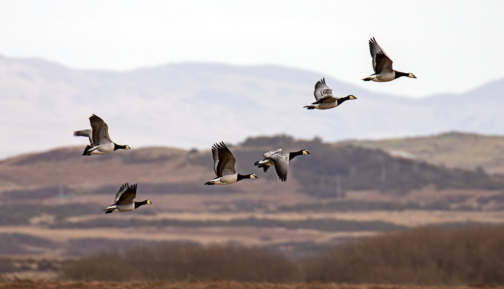 Barnacle Geese: The Island of Islay 04 March 2025
