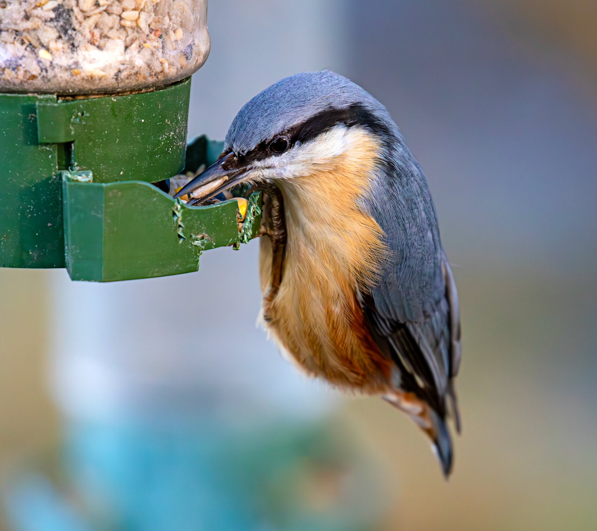 Nuthatch at Bavelaw 30 January 2025