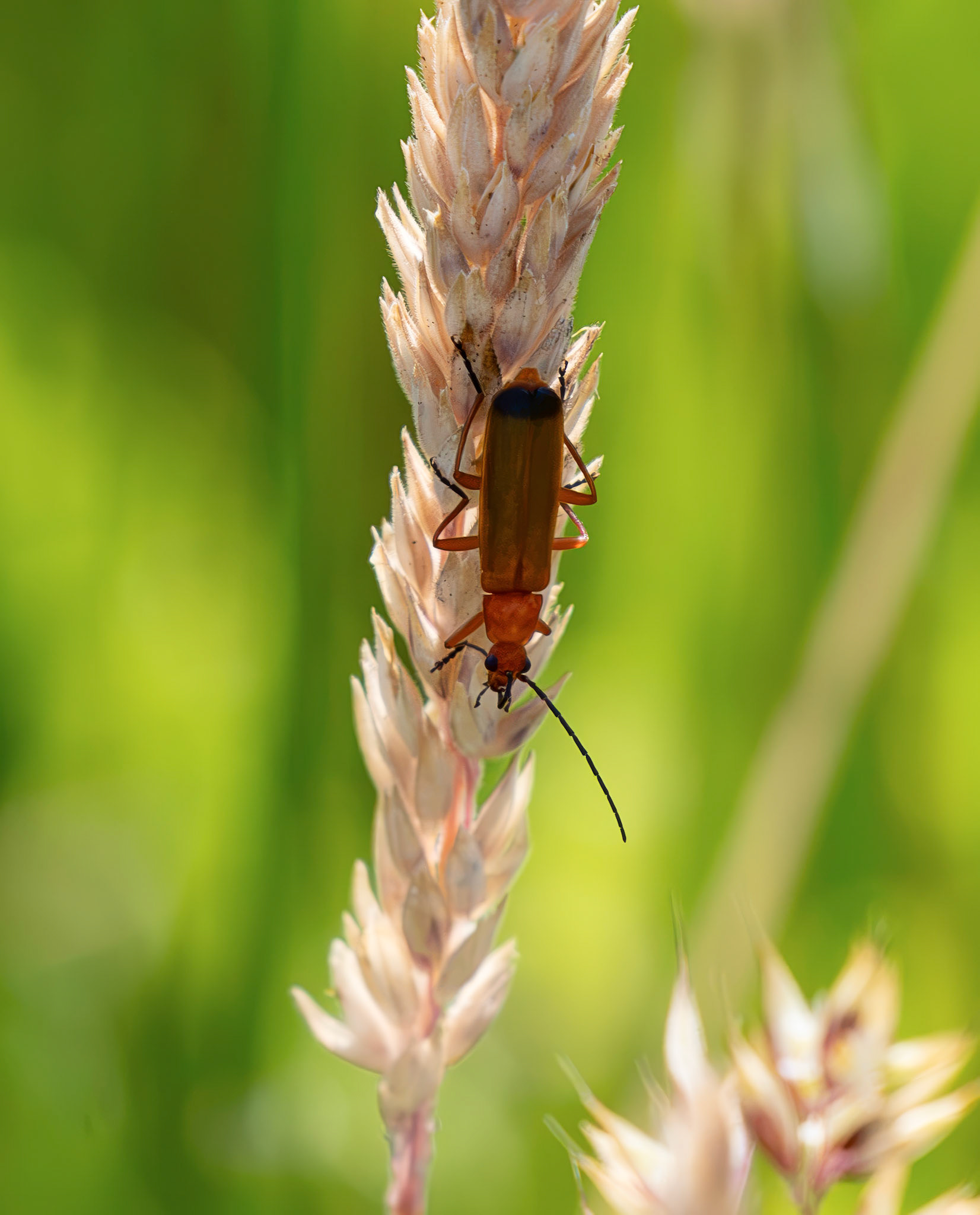 Soldier Beetles - near Carnwath 14 July 2026