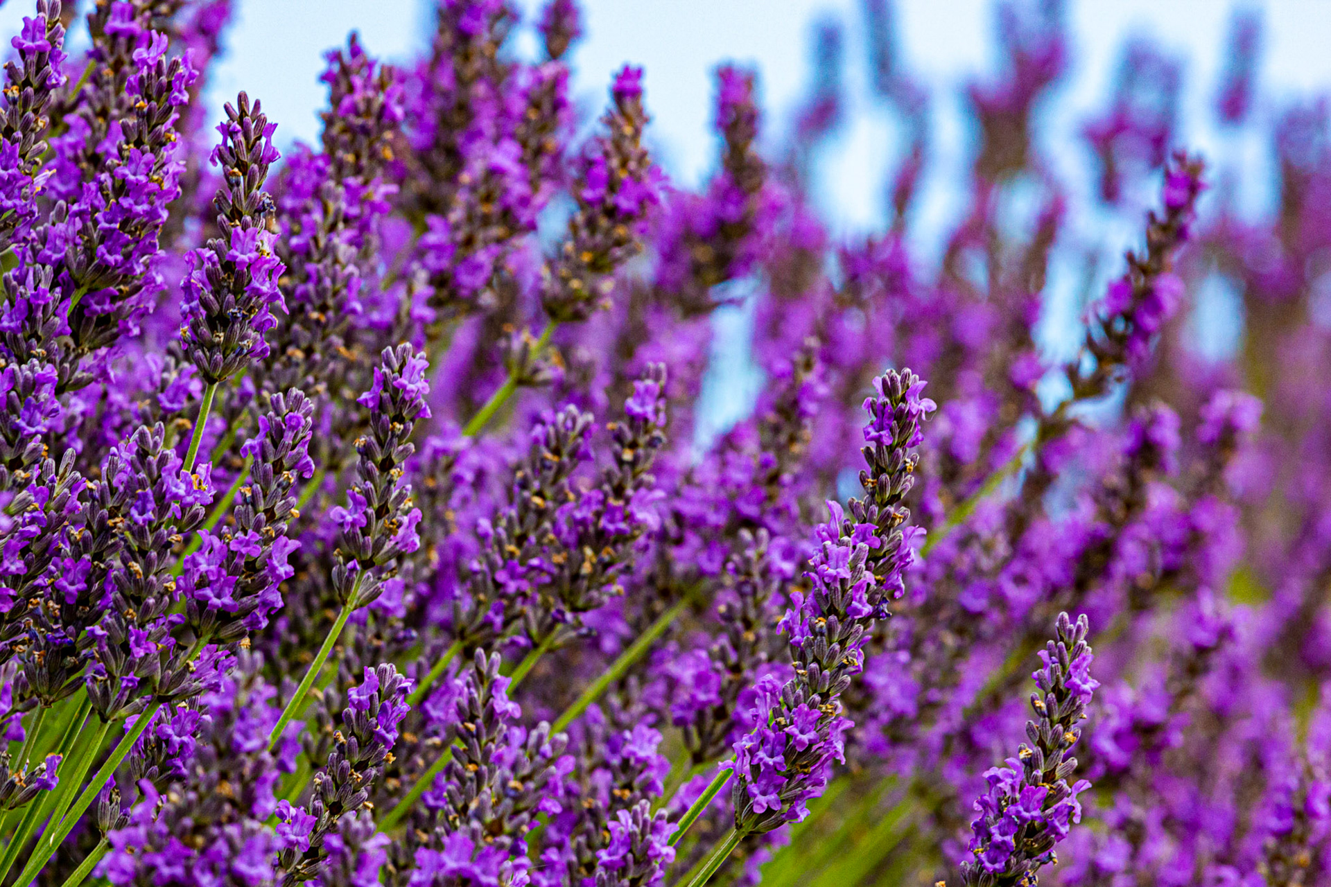 I spent an amazing few hours at Scottish Lavender Oils. They are so dedicated to nature and not to profit!