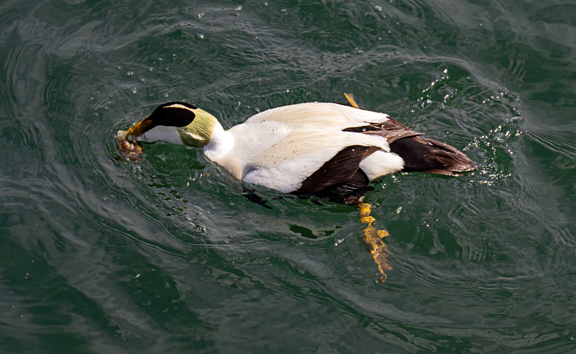 Eider eating a crab. Kirkcaldy Harbour 23 May 2026