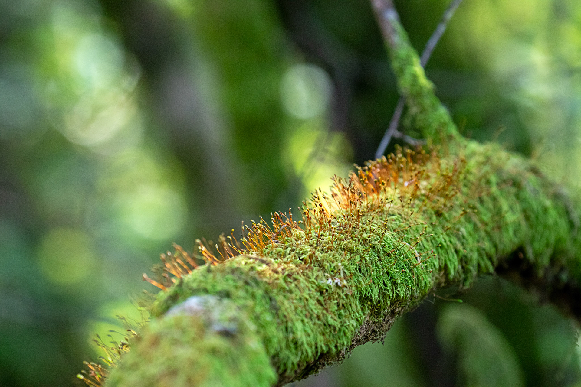 RSPB Lochwinnoch 10 October 2024