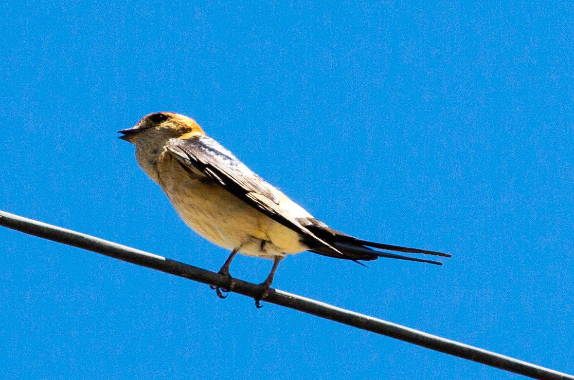 Red-Rumped Swallow in Tavira. Quite common in the eastern Algarve, but so are Barn Swallows, takes a while to distinguish the first one you see on the wing.  Please see my Photographs of BIRDS at: http://www.jamespdeans.co.uk/p335071268