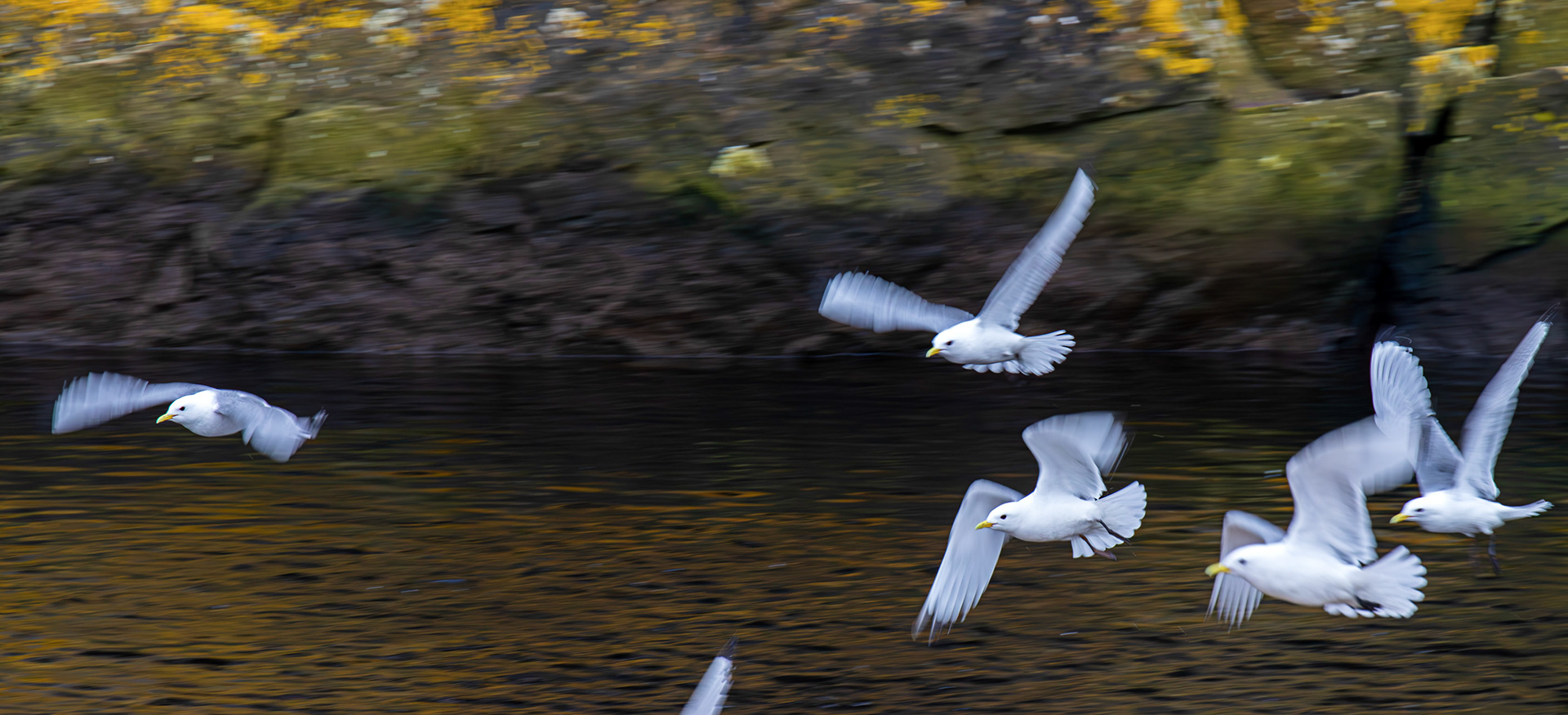 Kittiwakes at Berriedale 01 May 2026