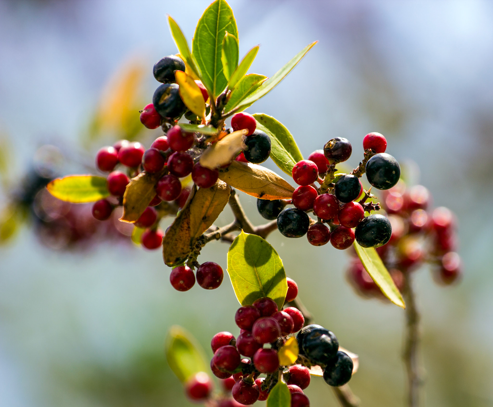 Parc Natural de s'Albufera de MallorcaPlease see my other Photographs at: www.jamespdeans.co.uk