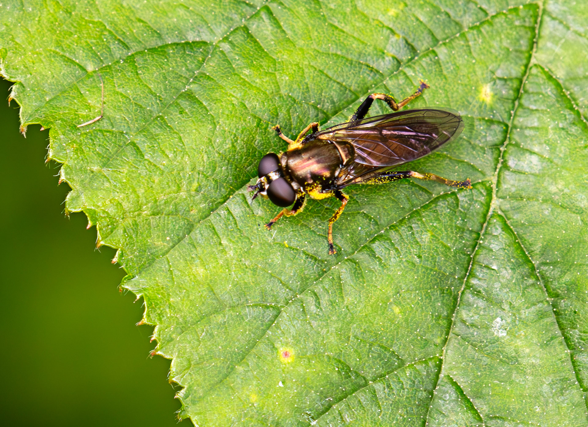 Hoverfly (Xylota segnis) - Gogar Bridge - Leyburn Road 02 June 2025