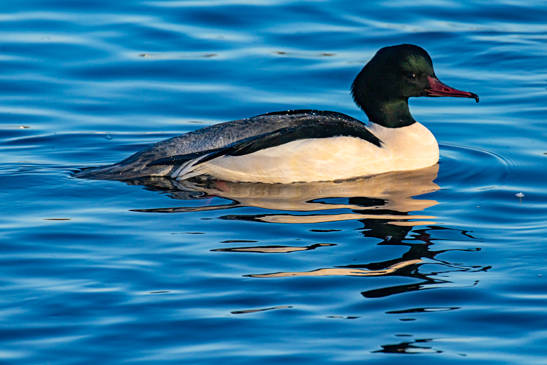 Goosander at Hogganfield Loch 10 January 2025