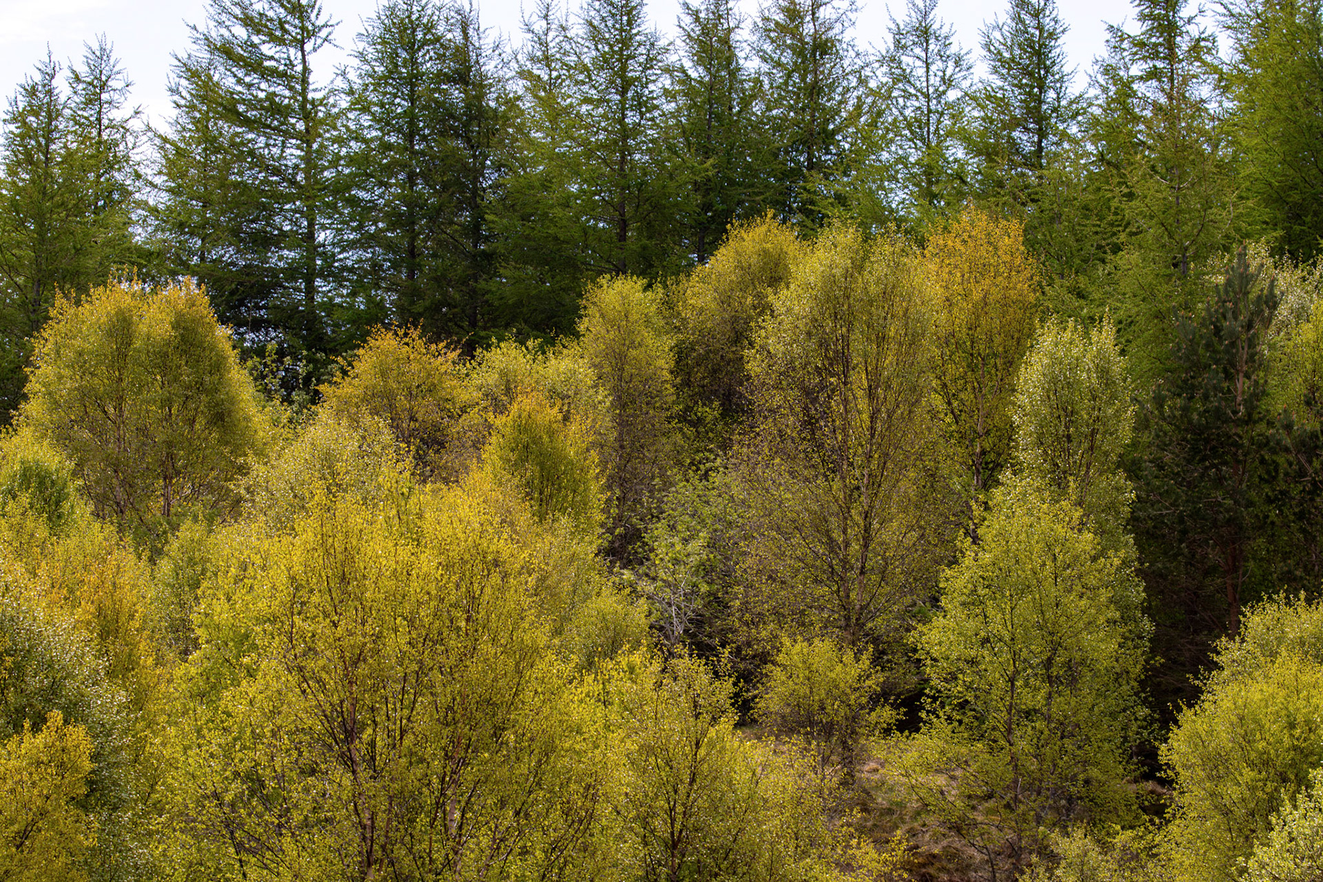 Sma' Glen 16 May 2026