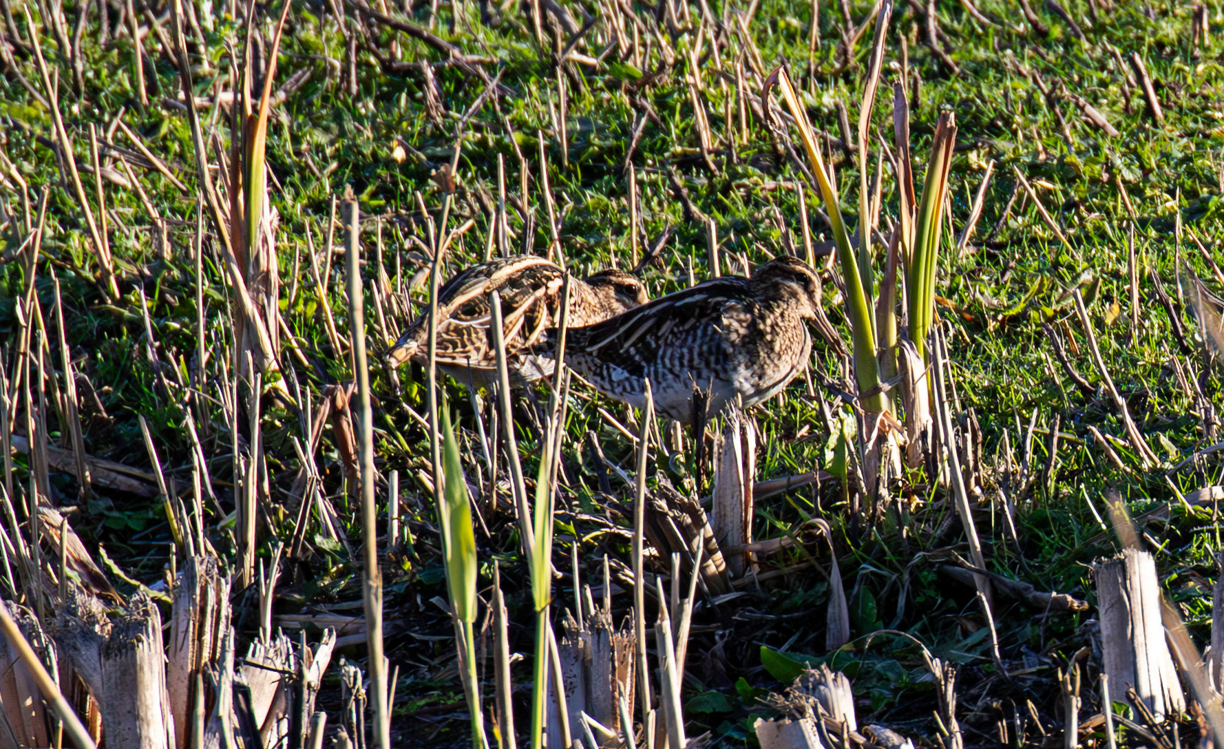 Snipe at Titchfield  Haven 02 January 2025
