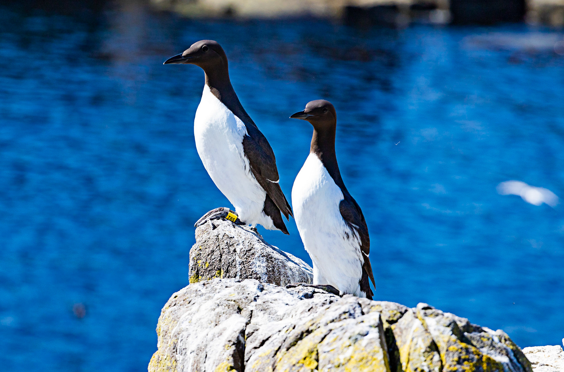 Isle of May - 04 June 2022